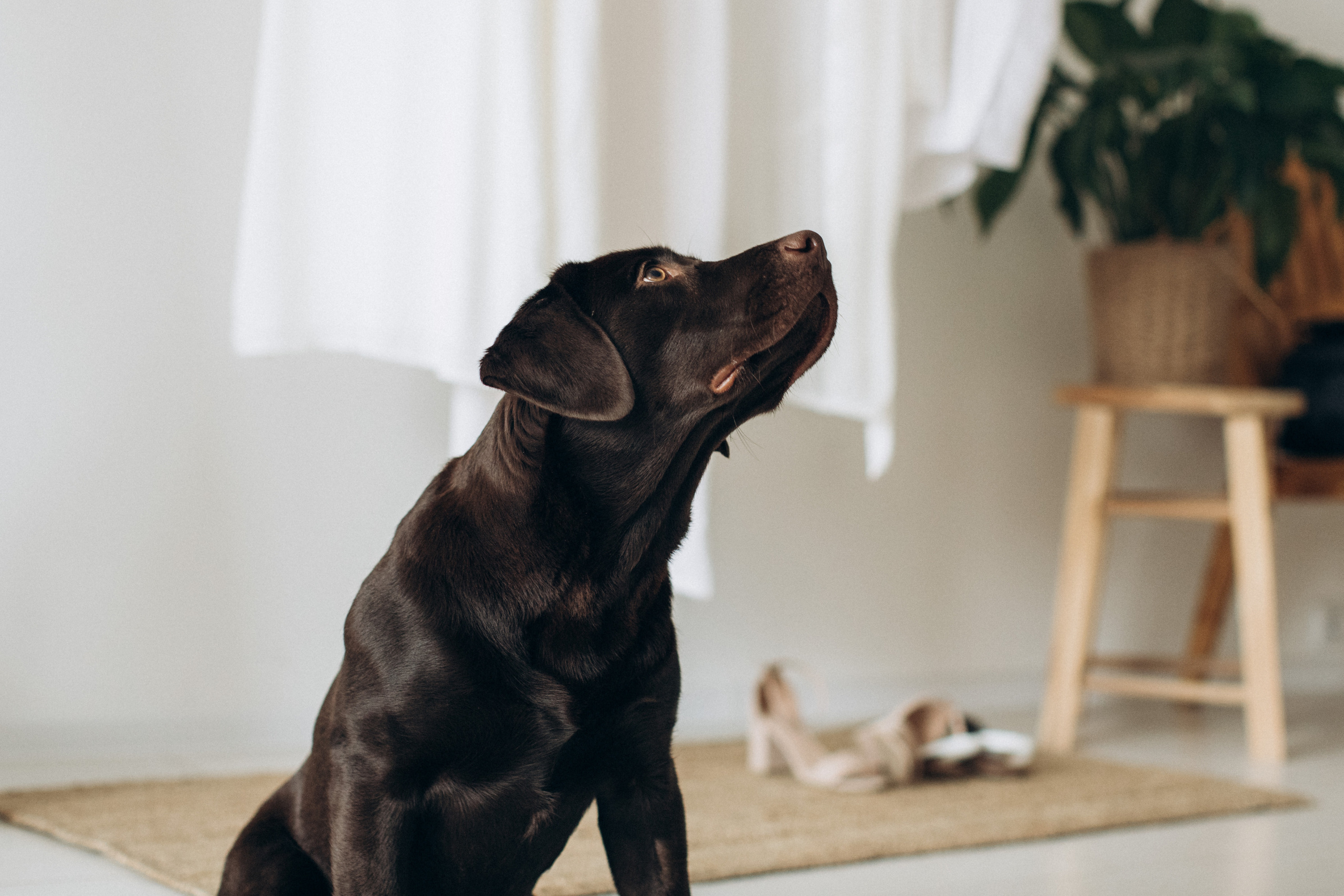 Куба и ее семья. Фотограф — Анималист | Санкт-Петербург