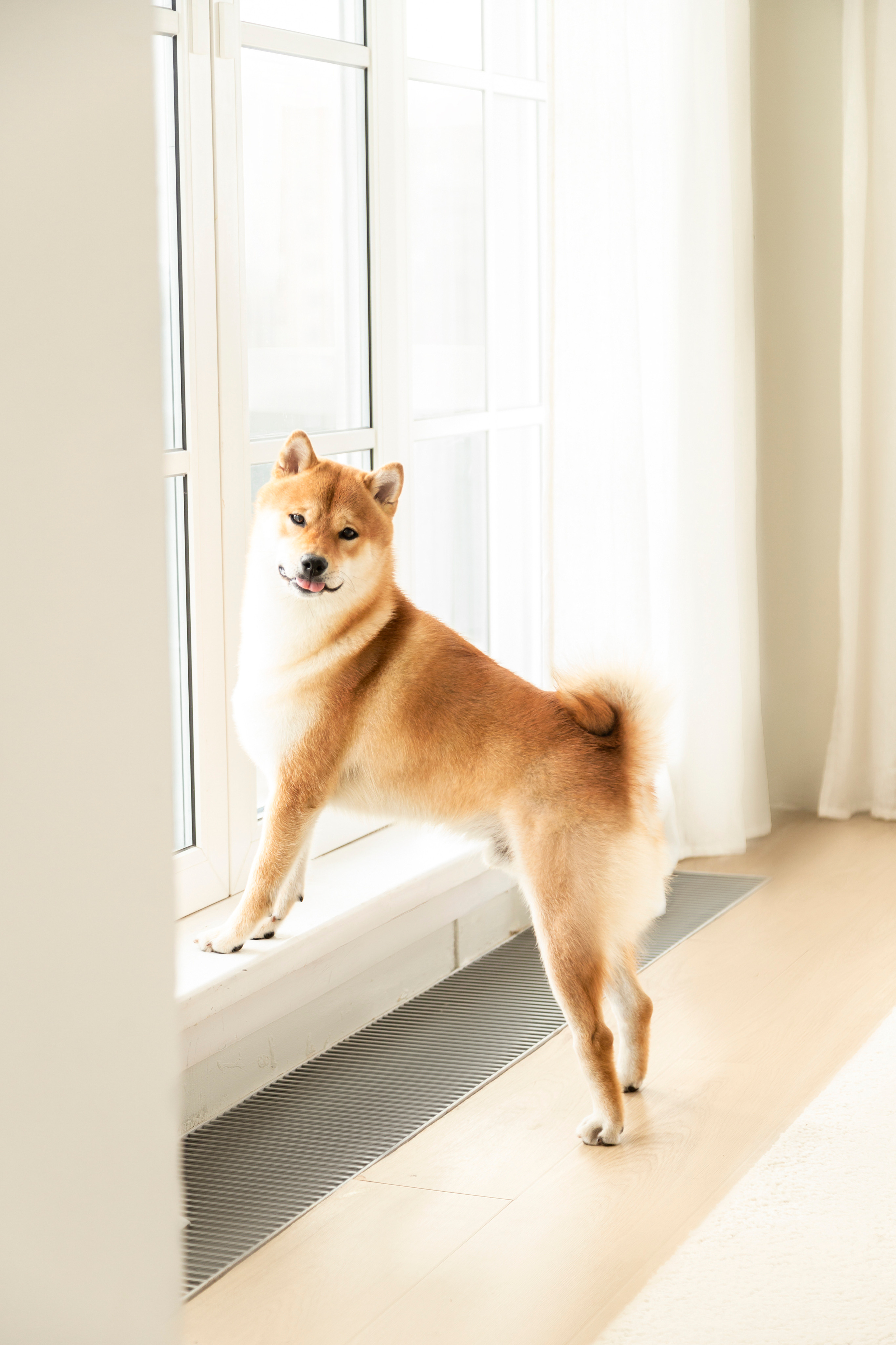 Валентина и Арчи. Фотограф — Анималист | Санкт-Петербург