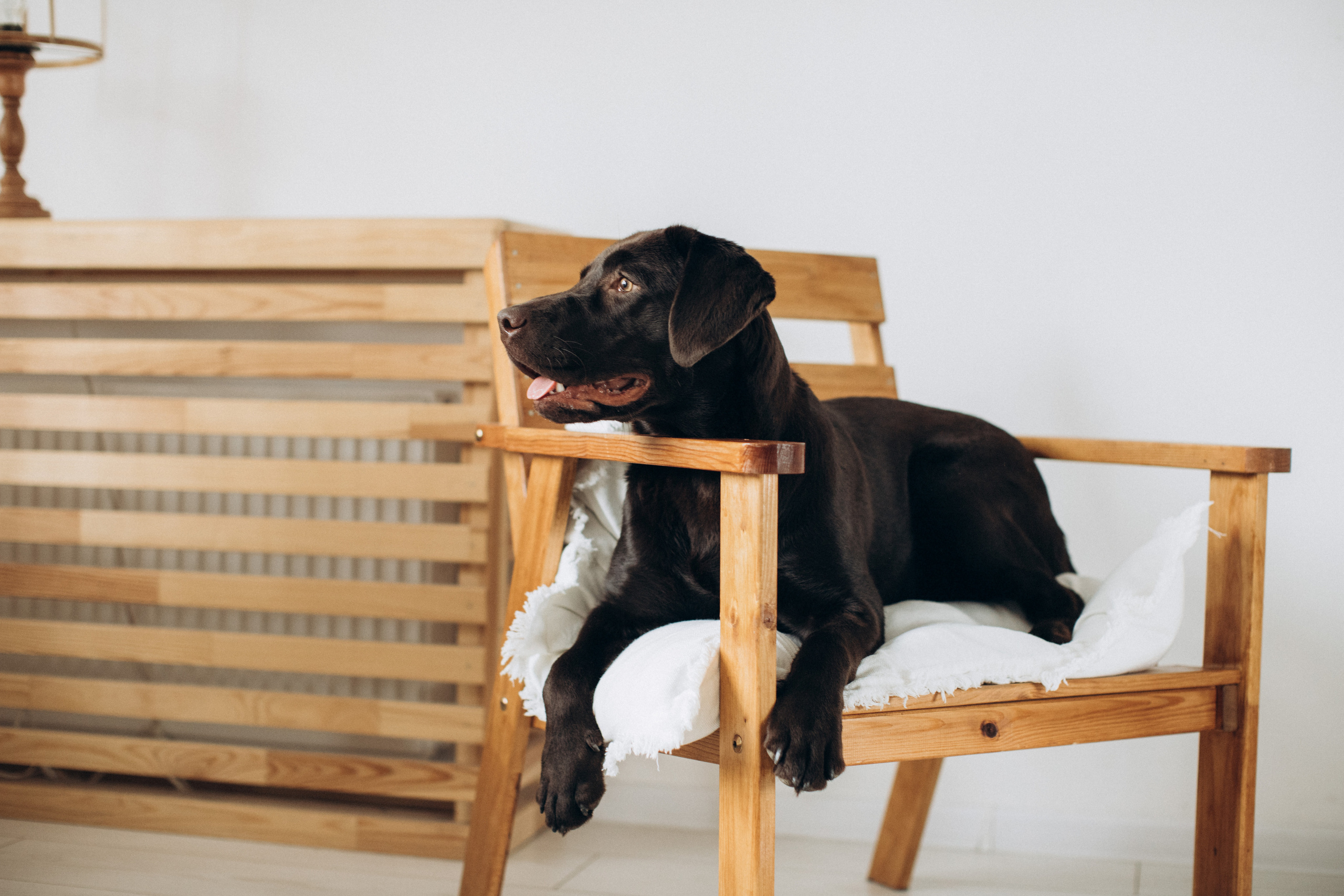 Куба и ее семья. Фотограф — Анималист | Санкт-Петербург