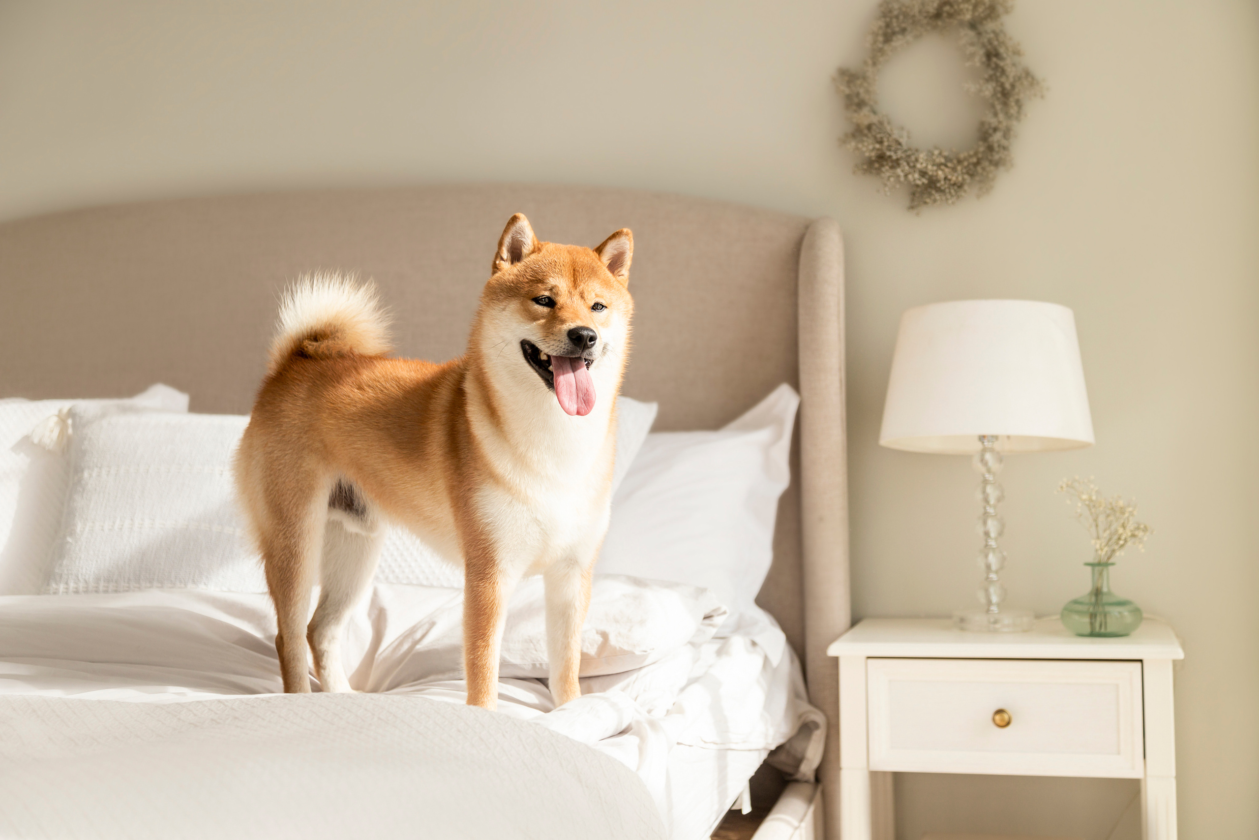 Валентина и Арчи. Фотограф — Анималист | Санкт-Петербург