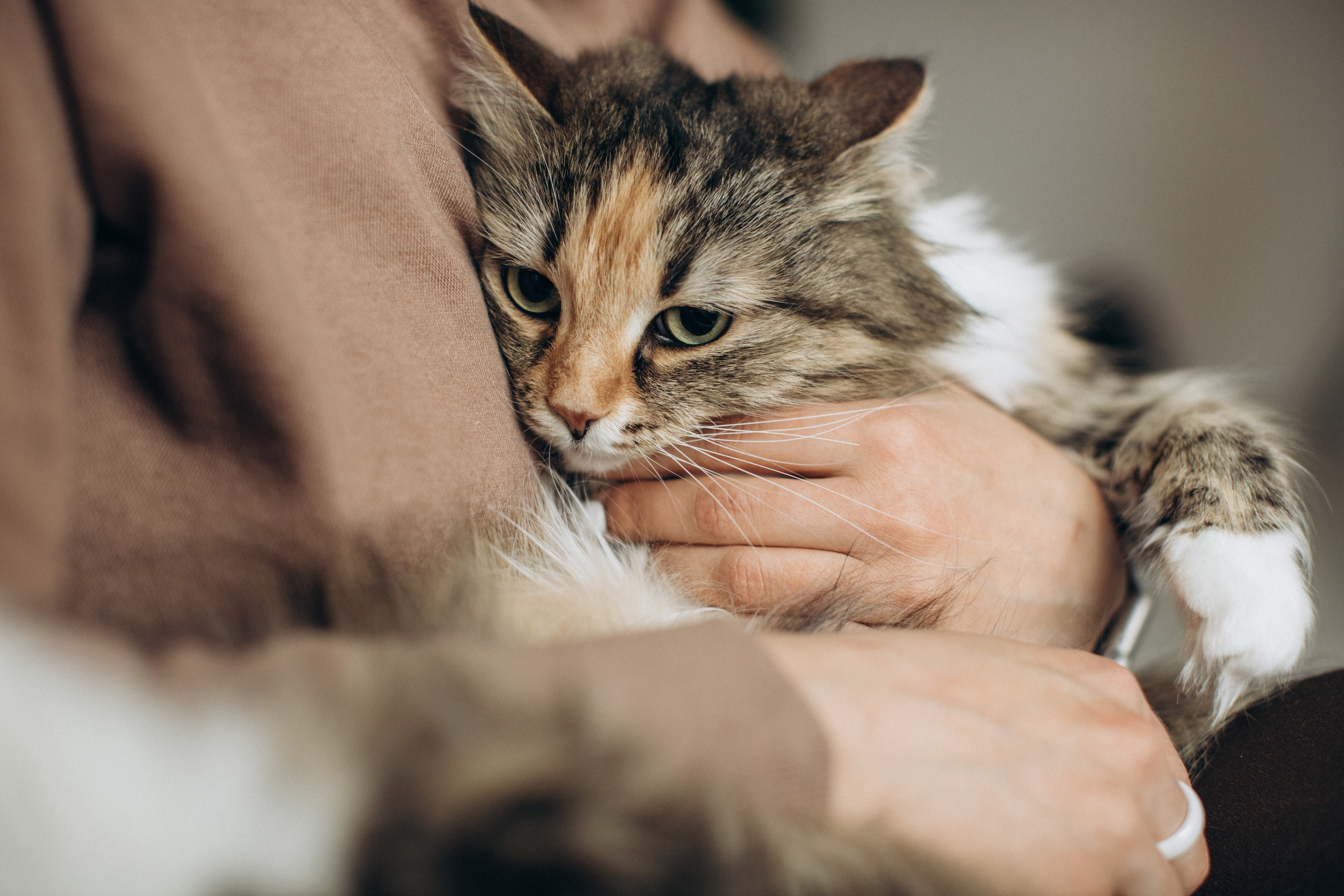 Куба и ее семья. Фотограф — Анималист | Санкт-Петербург