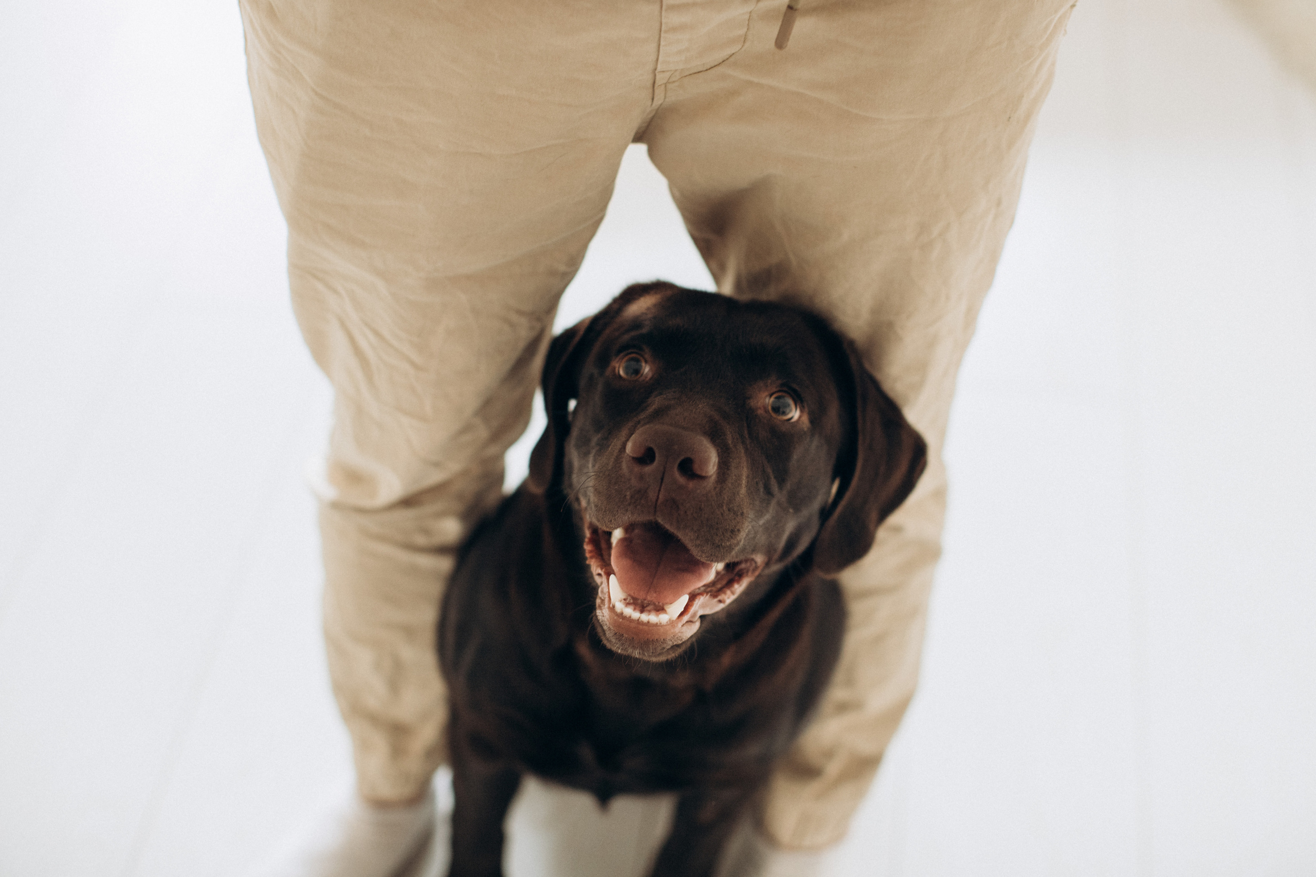 Куба и ее семья. Фотограф — Анималист | Санкт-Петербург