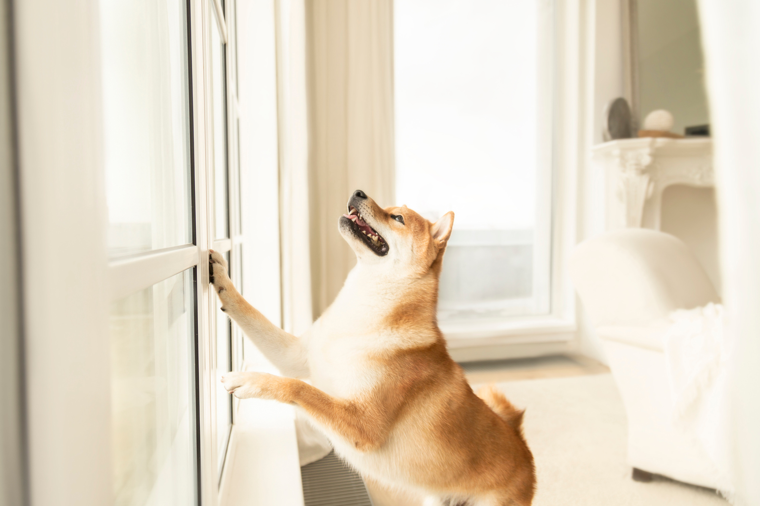 Валентина и Арчи. Фотограф — Анималист | Санкт-Петербург