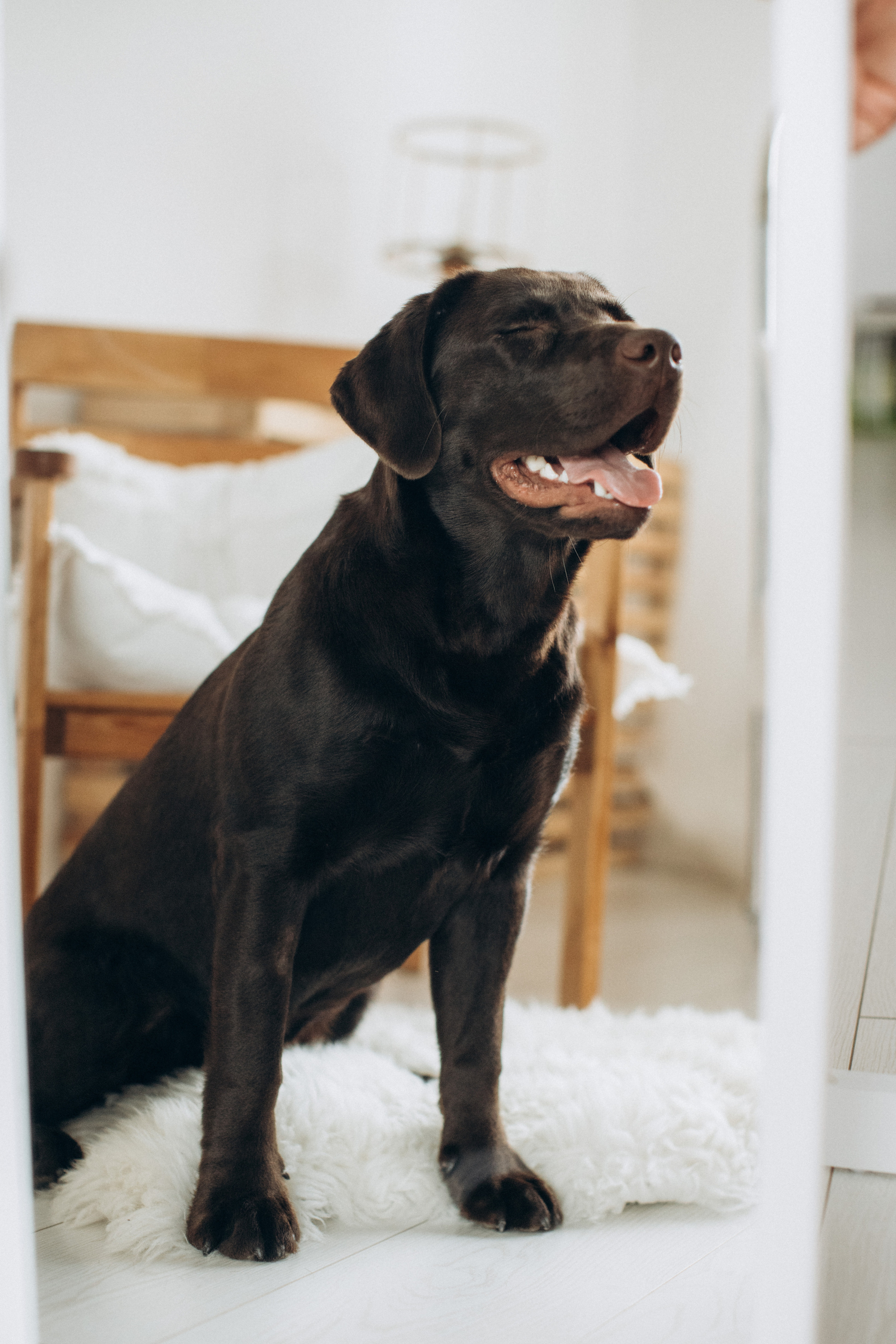 Куба и ее семья. Фотограф — Анималист | Санкт-Петербург