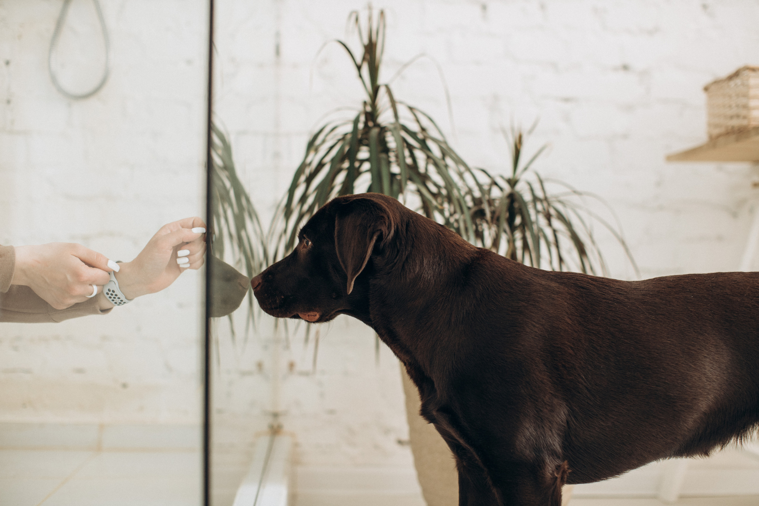 Куба и ее семья. Фотограф — Анималист | Санкт-Петербург