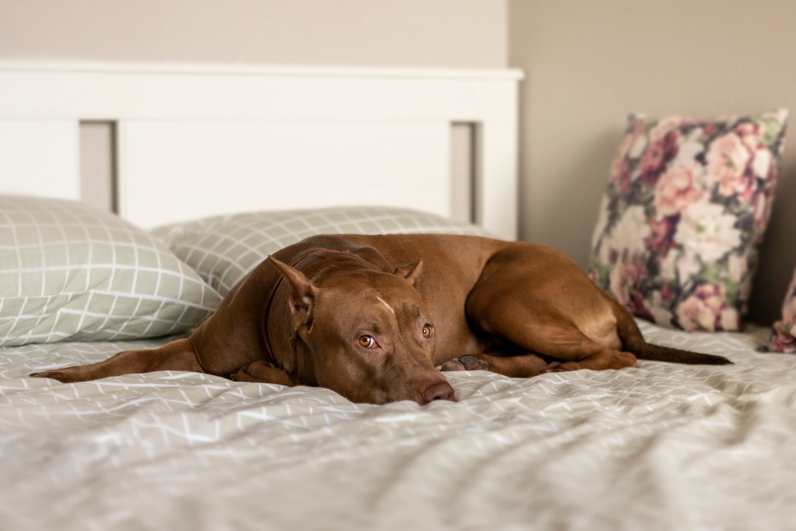 Трисс, Настя и Анюта. Фотограф — Анималист | Санкт-Петербург