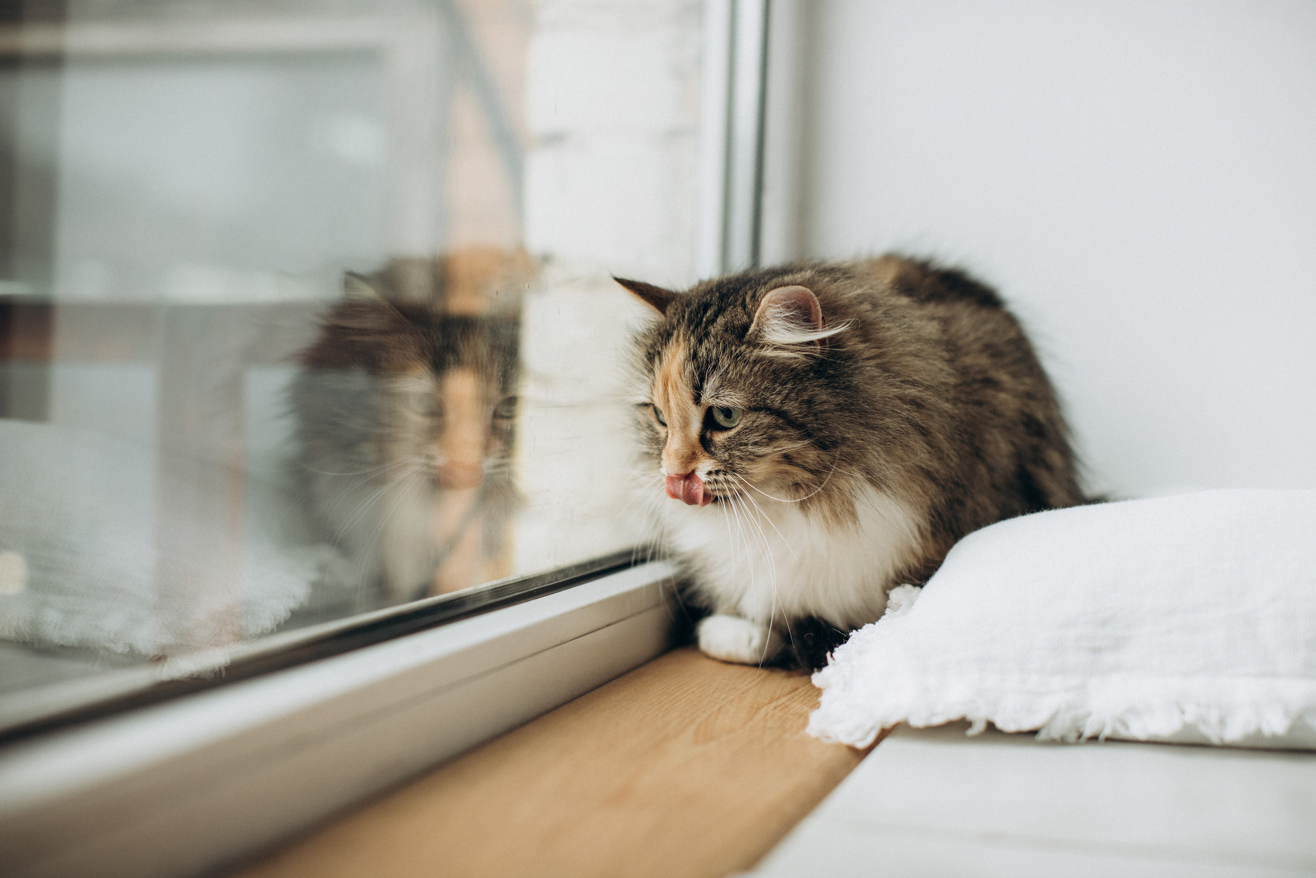 Куба и ее семья. Фотограф — Анималист | Санкт-Петербург