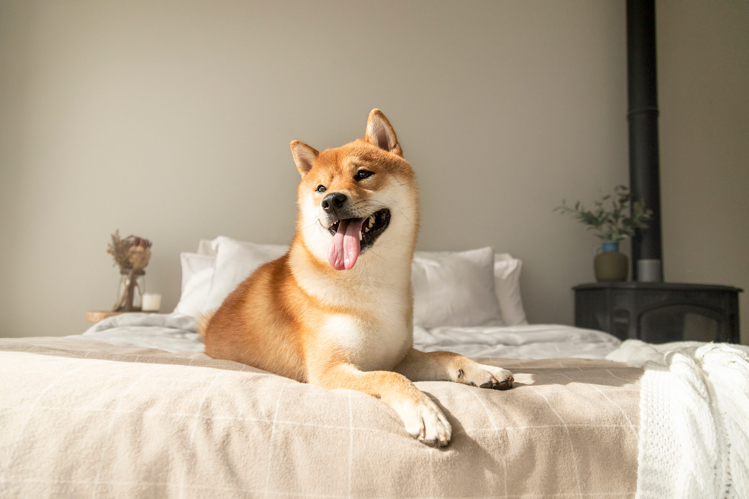 Валентина и Арчи. Фотограф — Анималист | Санкт-Петербург