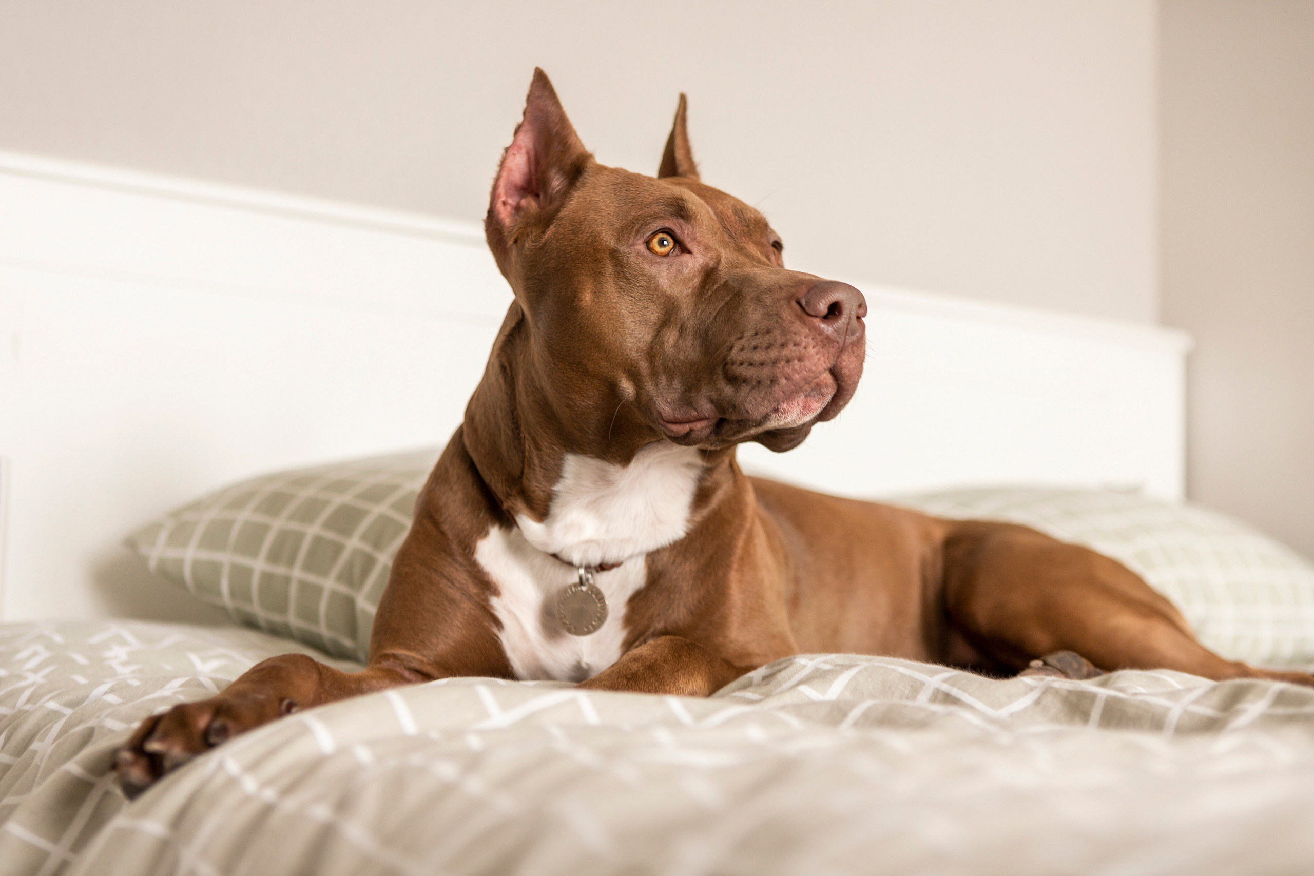 Трисс, Настя и Анюта. Фотограф — Анималист | Санкт-Петербург