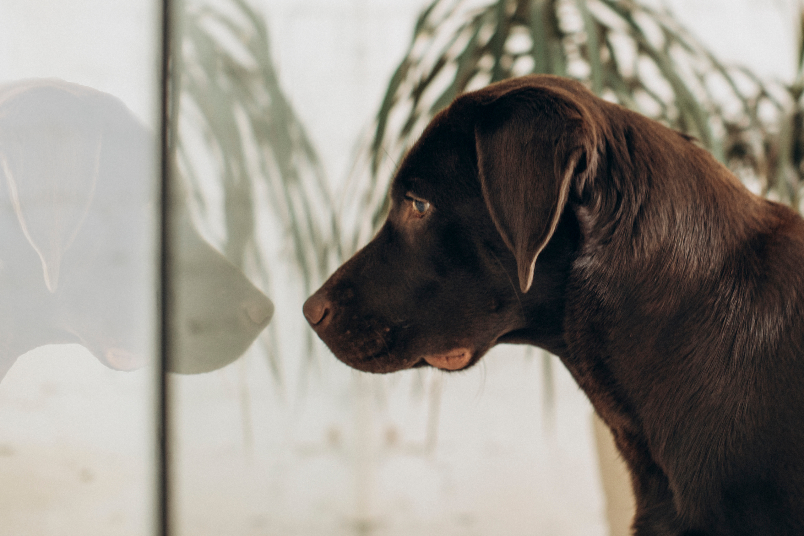 Куба и ее семья. Фотограф — Анималист | Санкт-Петербург