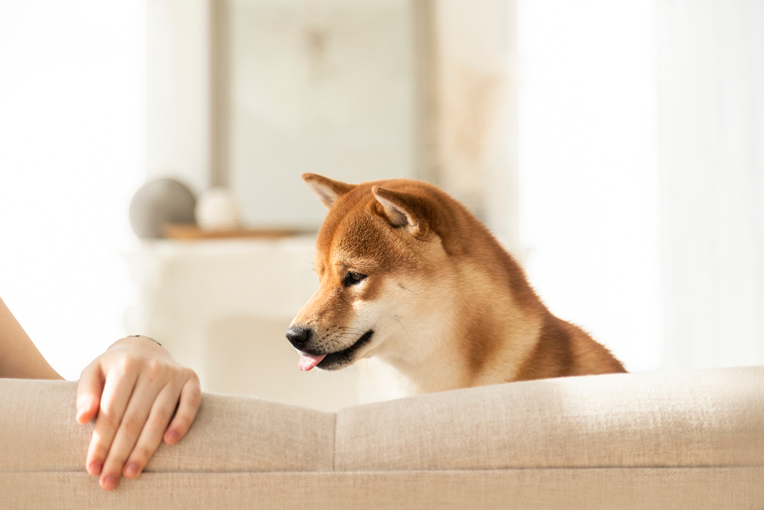 Валентина и Арчи. Фотограф — Анималист | Санкт-Петербург