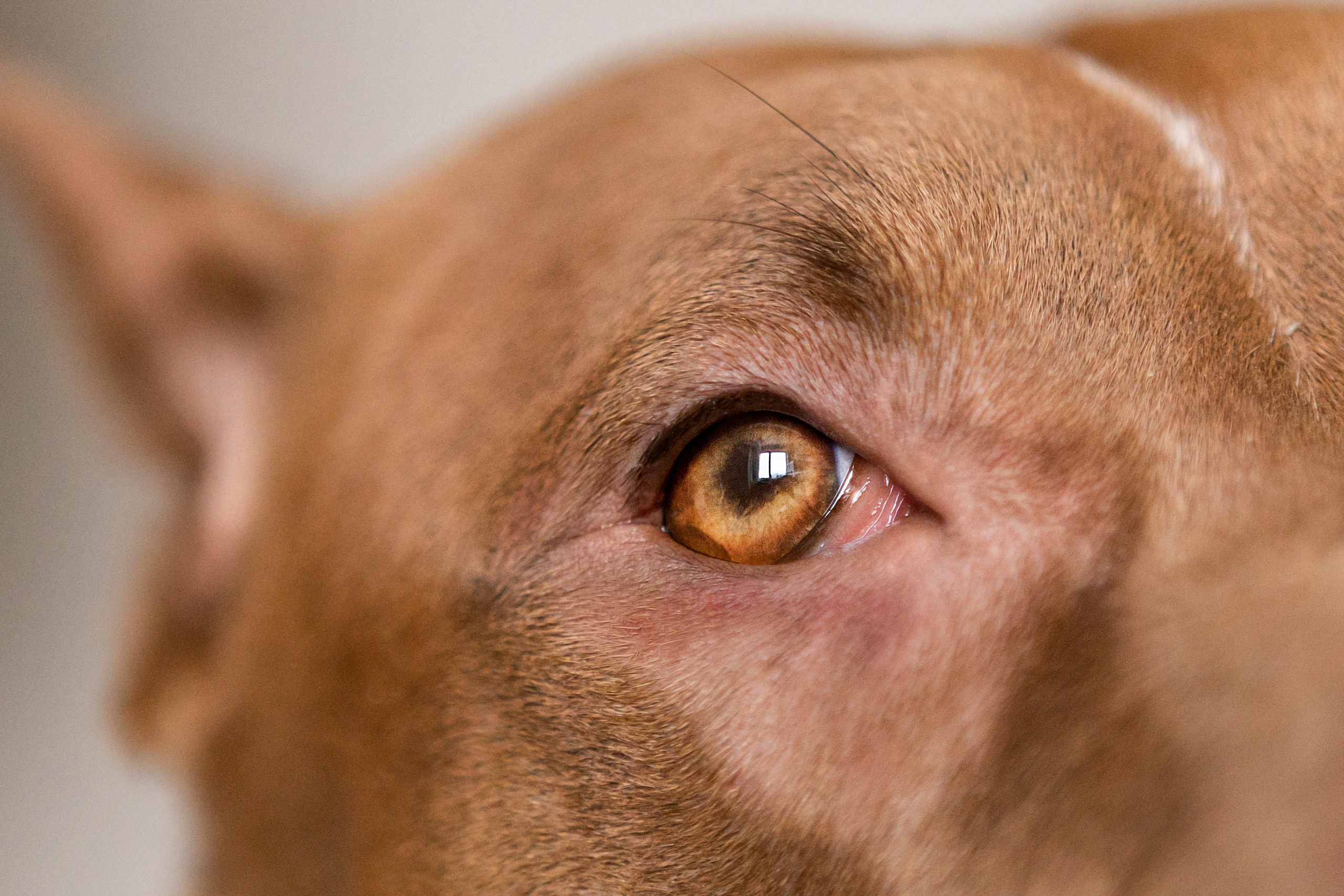 Трисс, Настя и Анюта. Фотограф — Анималист | Санкт-Петербург