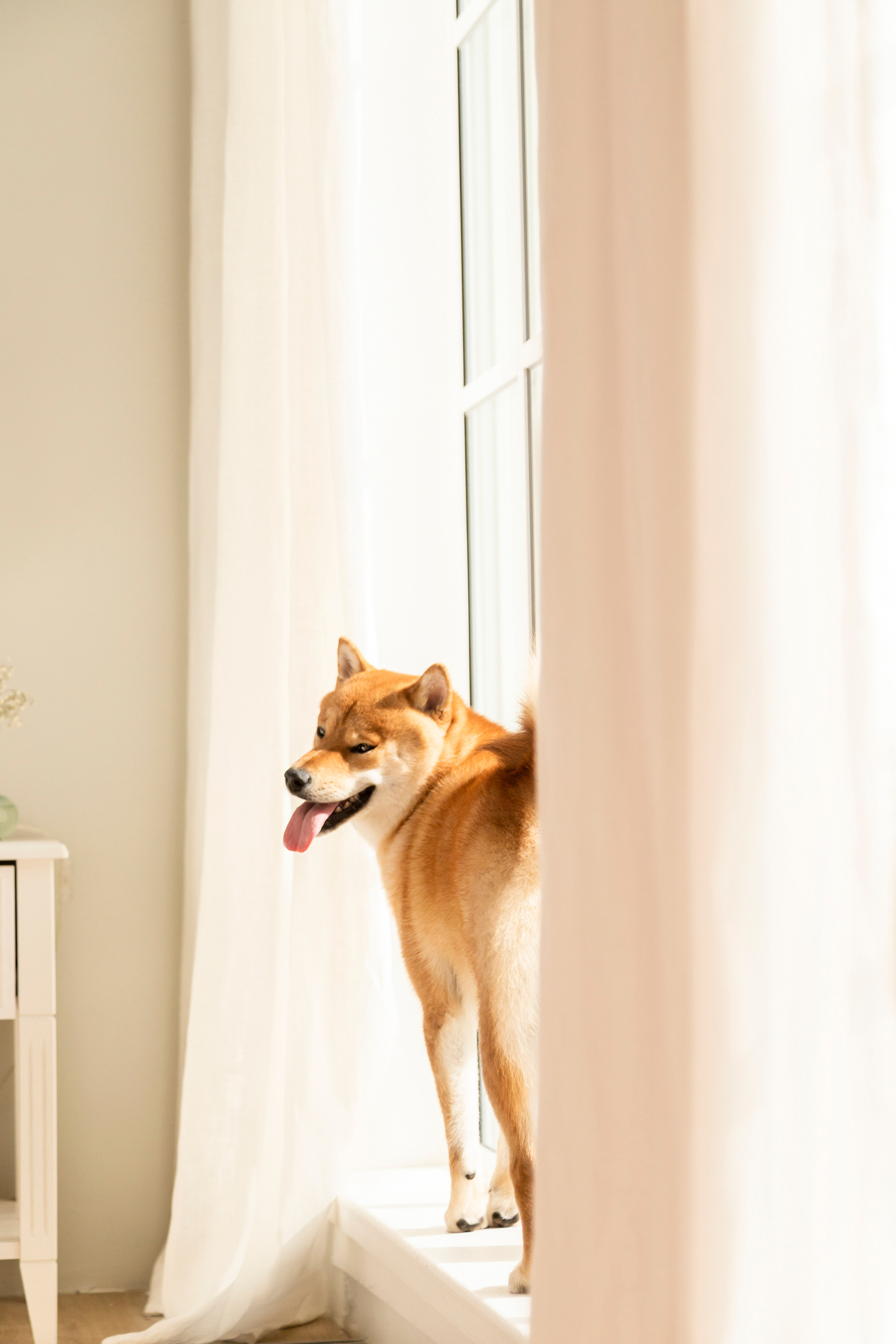 Валентина и Арчи. Фотограф — Анималист | Санкт-Петербург