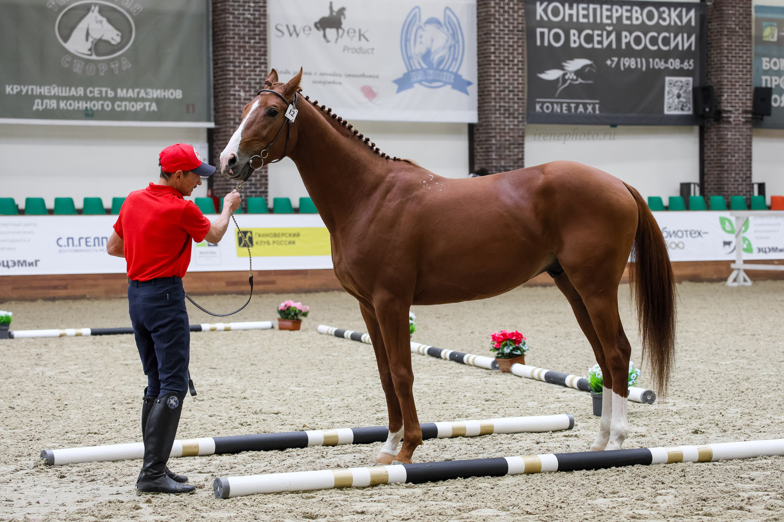 Конная Россия 2024 Оценка двигательных качеств. Irenephoto.ru