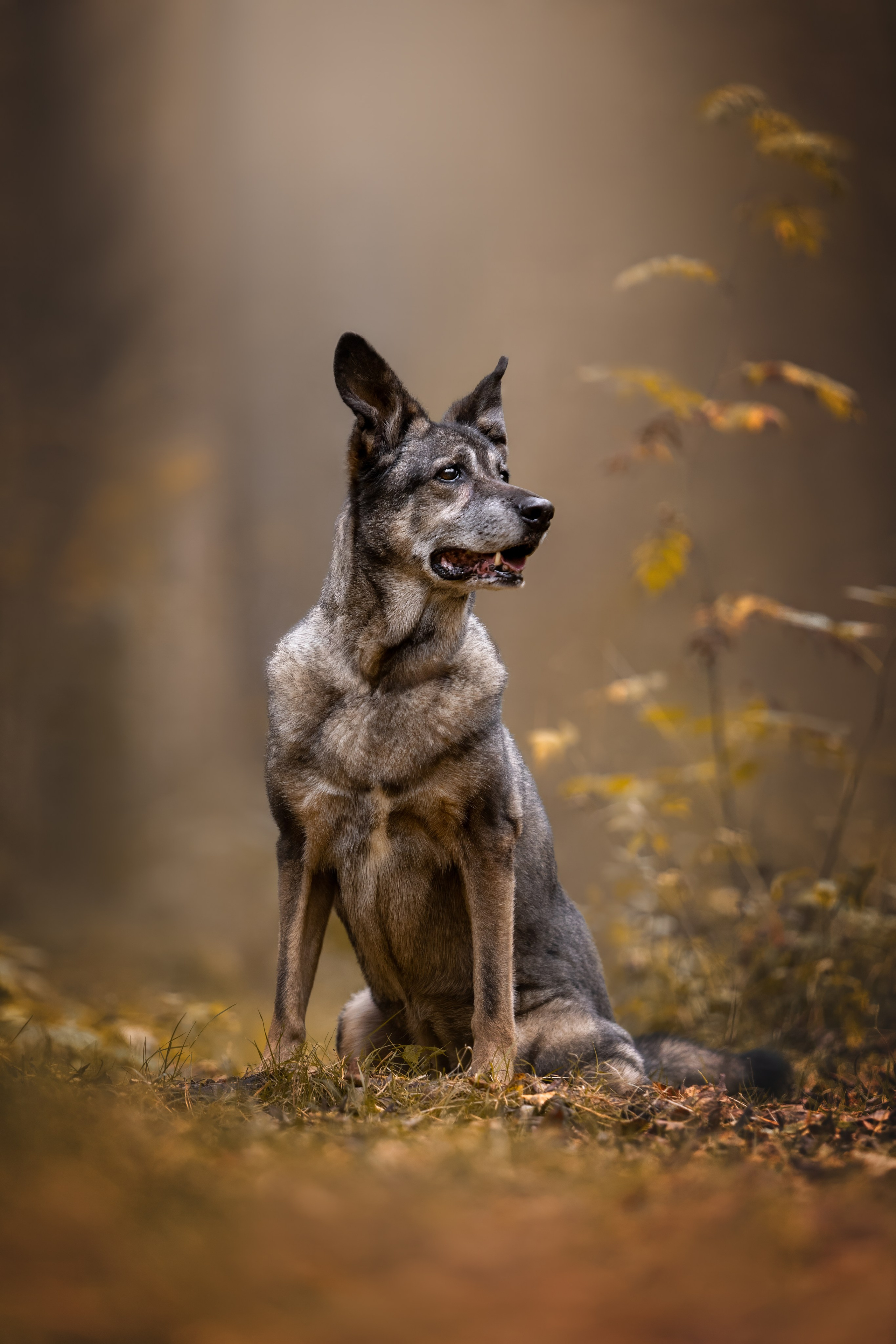 Собаки. Портреты. Irenephoto.ru