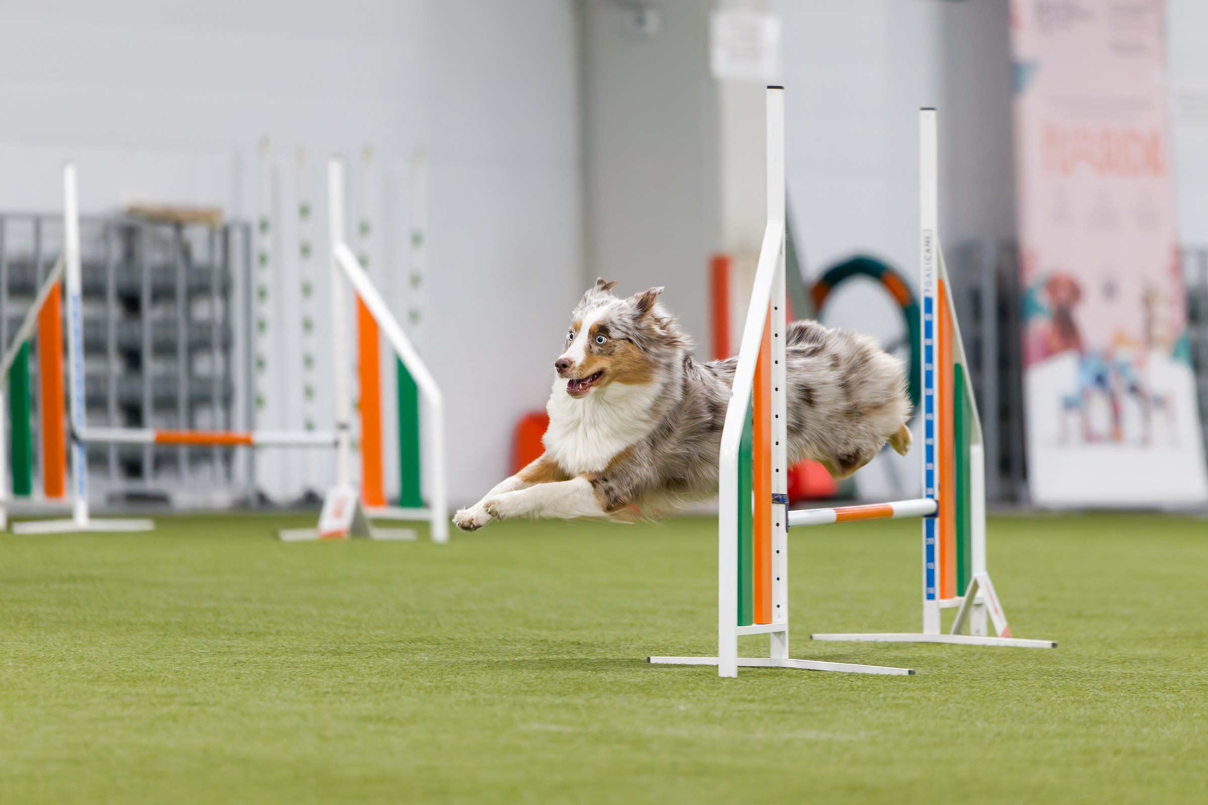 День рождения Пёсбурга — февраль 2025. Irenephoto.ru