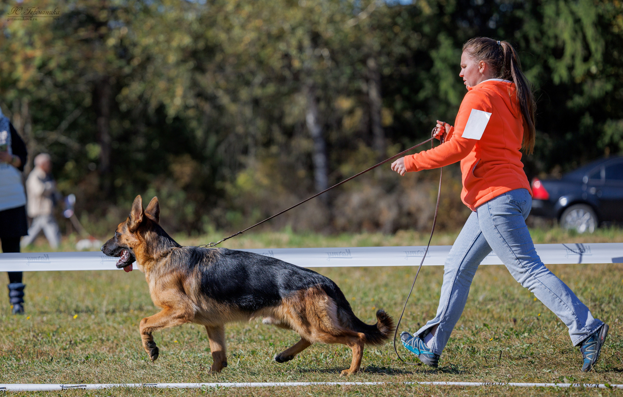Тверь немецкие овчарки 22.09.2024. Фотограф-анималист Юлия Германика