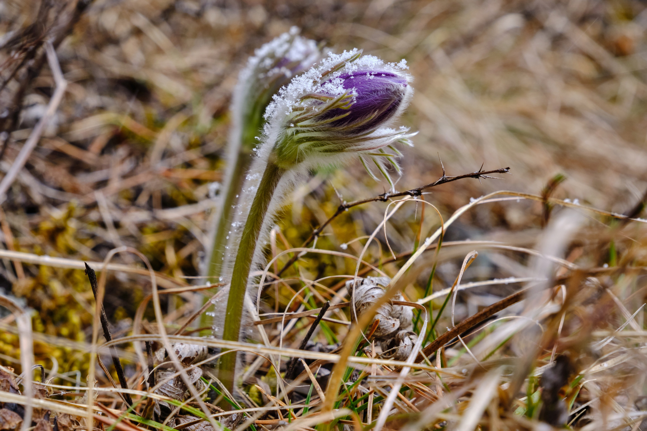 Алтай в ожидании лета. Shaltay Gallery