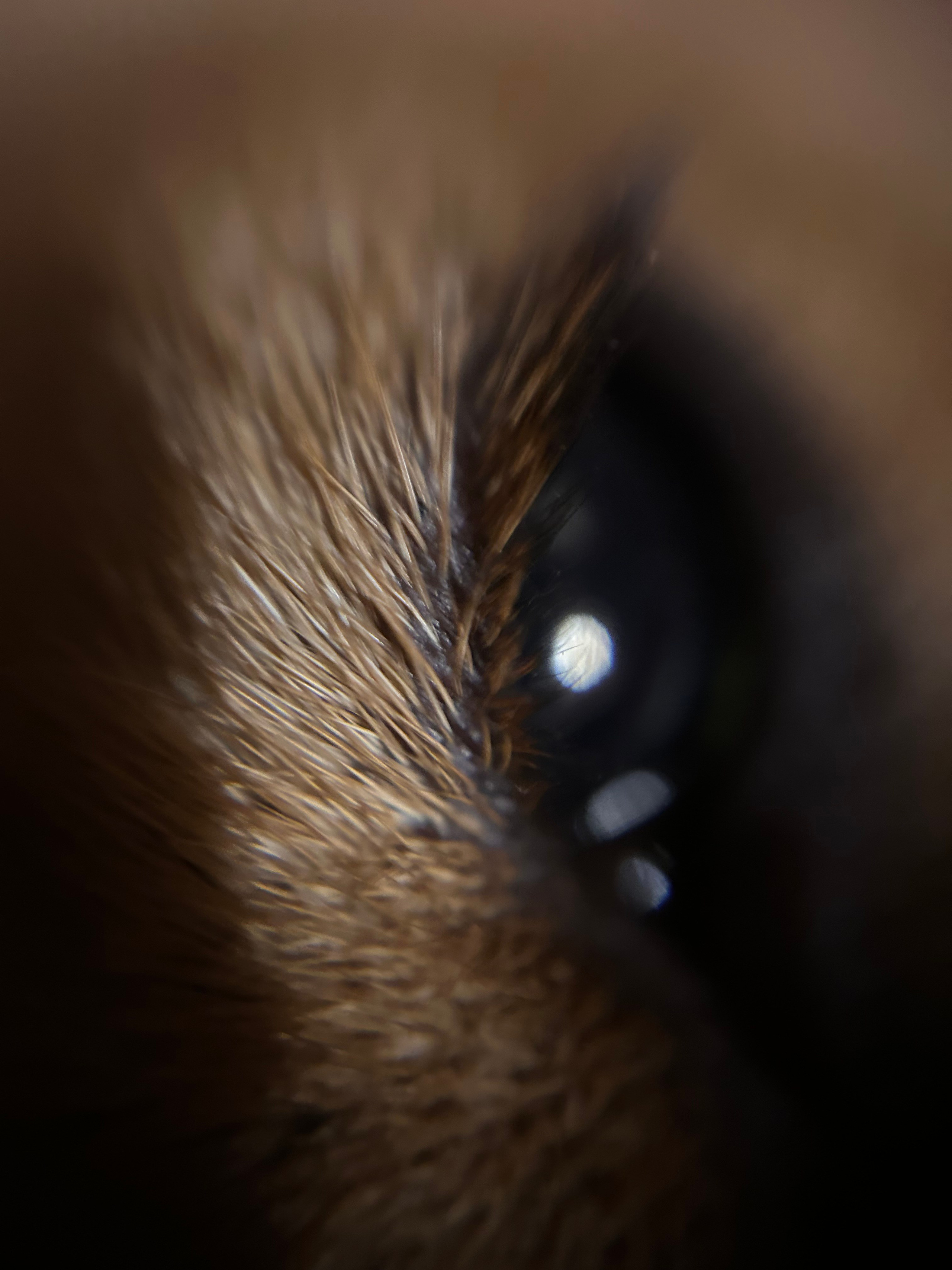 Макромир. Фотокружок «Видоискатель» ГБОУ СОШ № 291