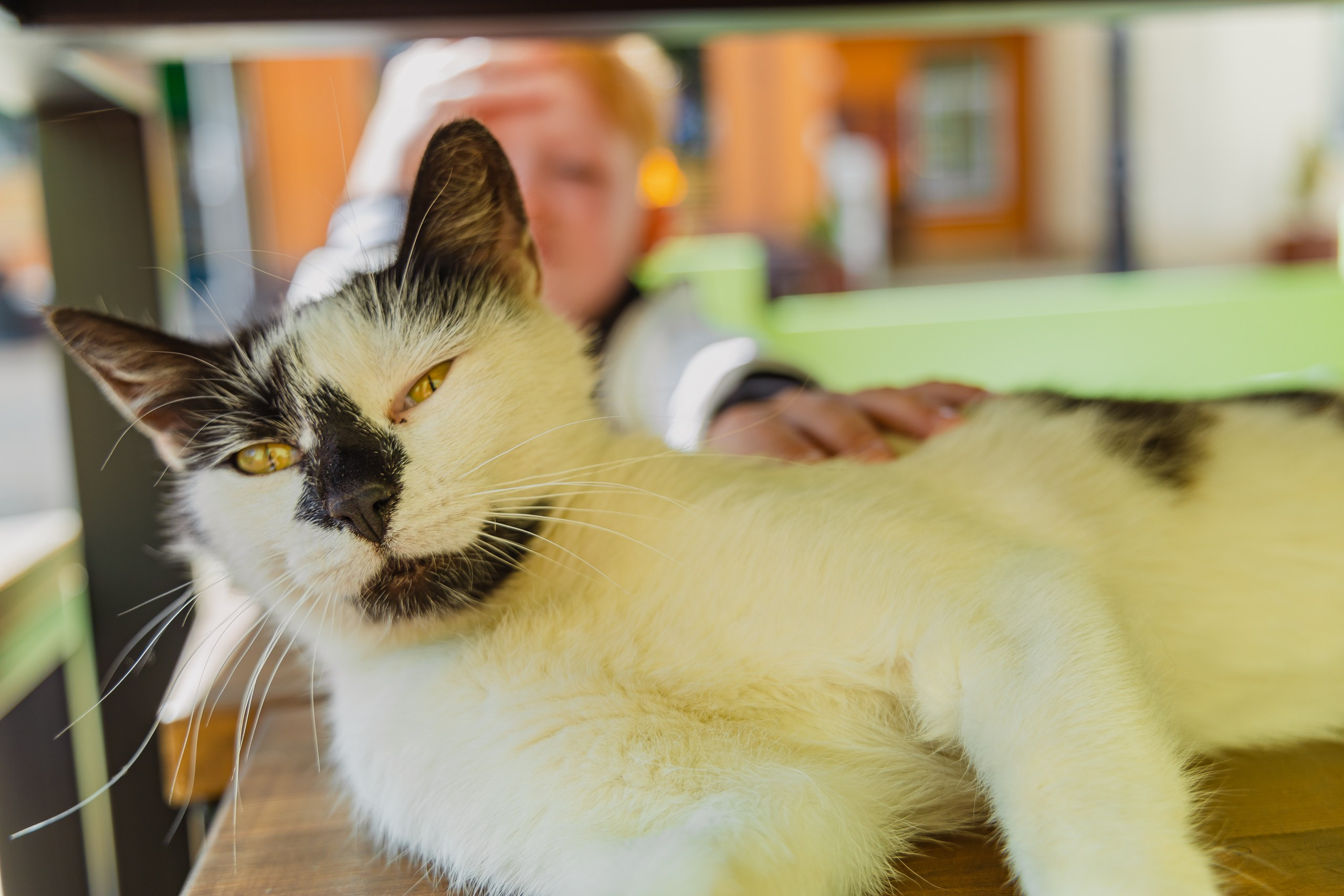 Зеленоградск | Прогулка по городу + выход на Центральный пляж. Фотограф Елена Медок Калининград