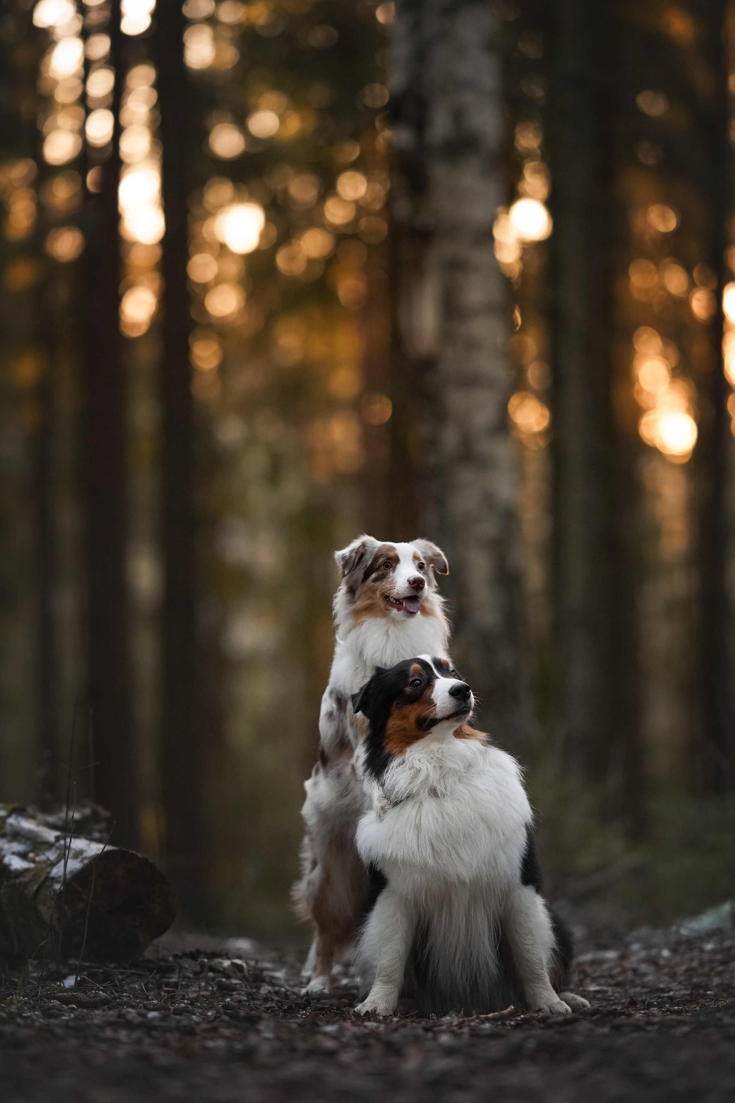 Бэст Айла и Панда. Фотограф-анималист в Санкт-Петербурге Яна Мартынова