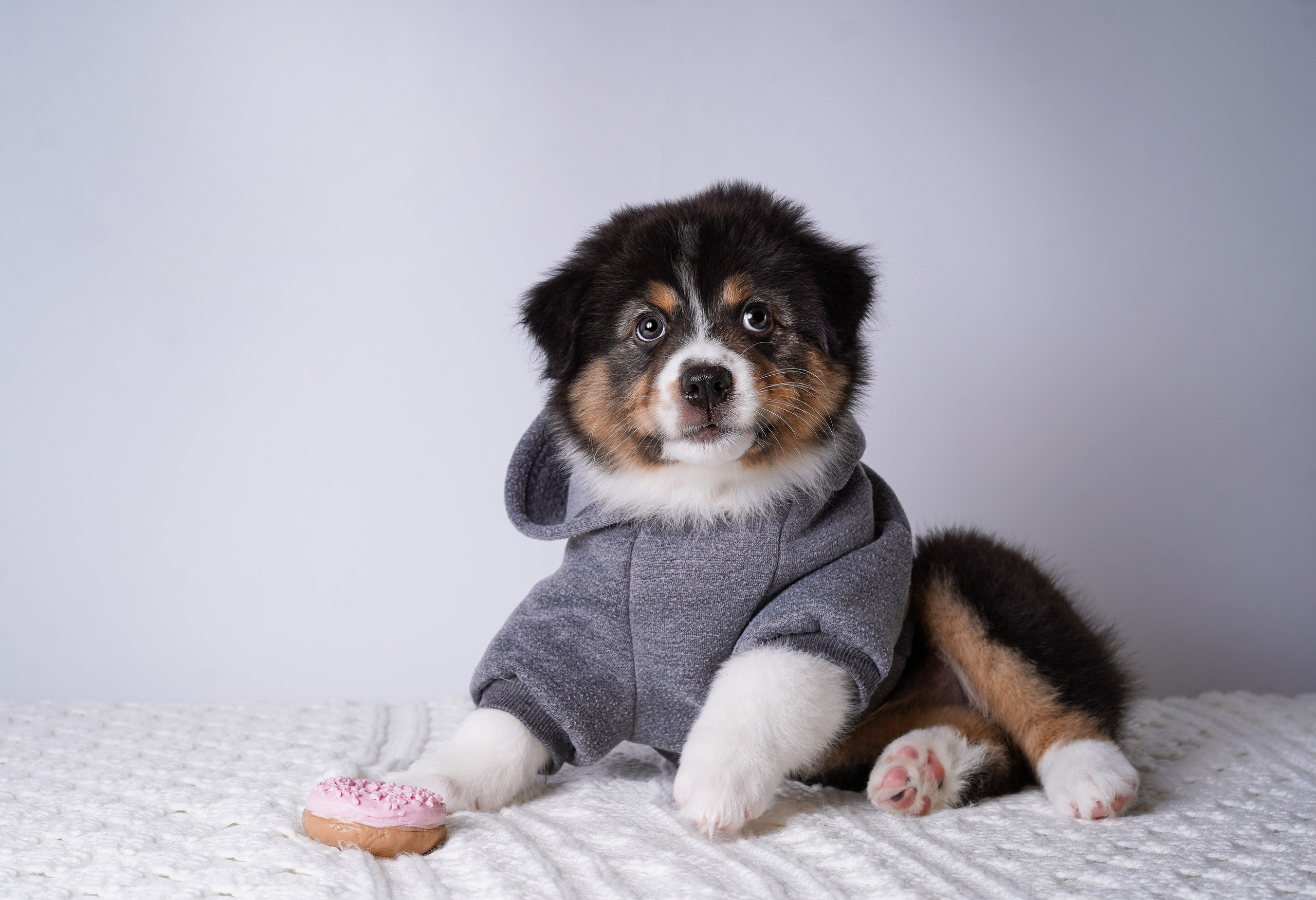Щенки аусси. Фотограф-анималист в Санкт-Петербурге Яна Мартынова