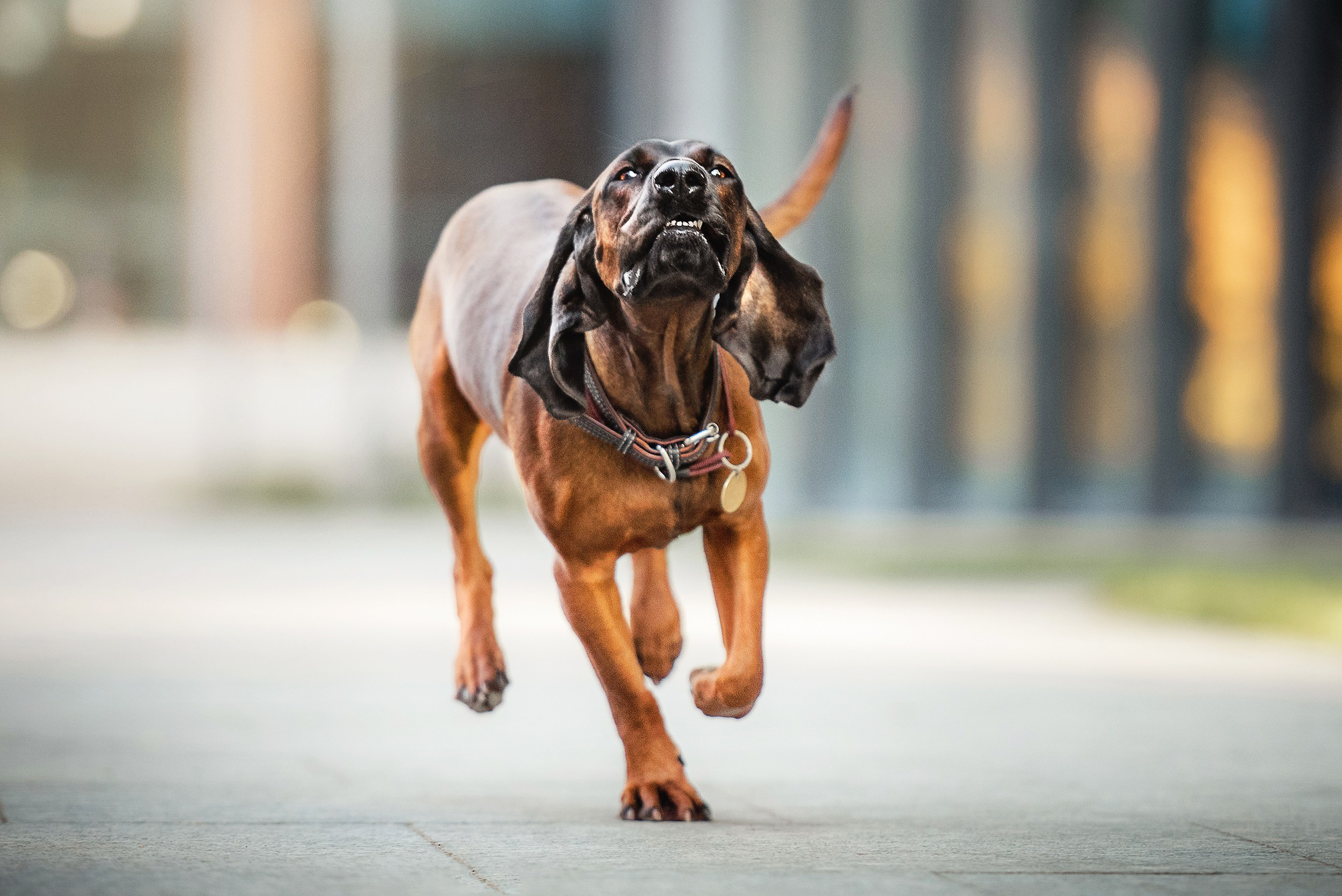 Катя, Дима и Дакота. Городская Love Story. Семейный Фотограф в Москве Ирина Хохлова