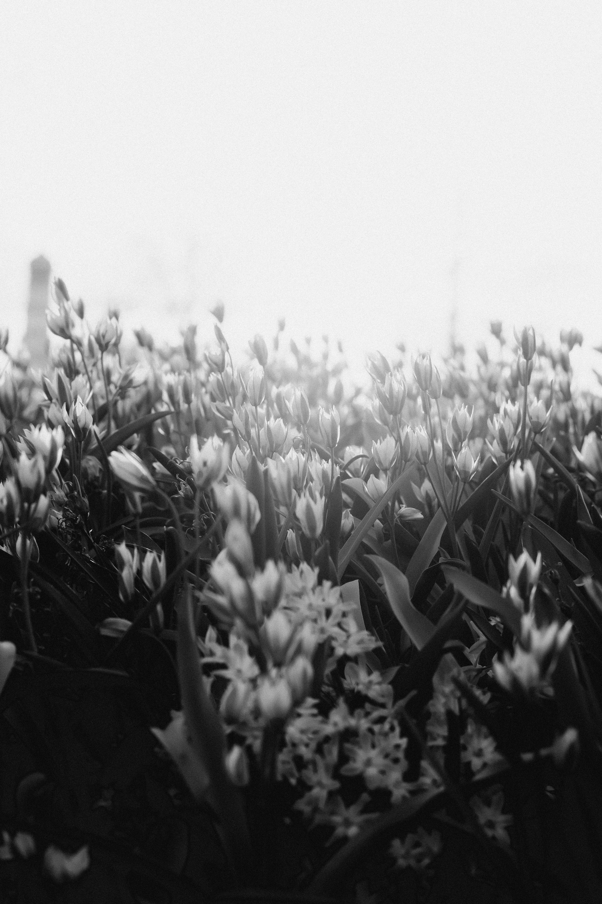 Стрит. Molotov Photographer