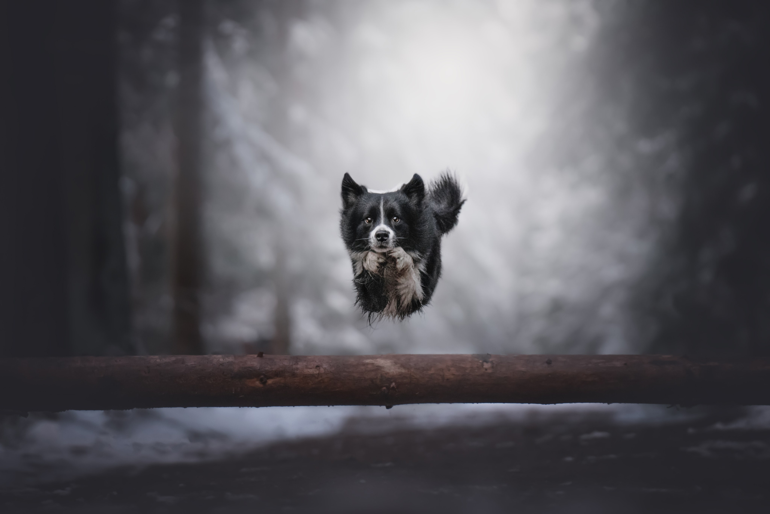 Маккензи. Фотограф анималист Осипчикова Мария