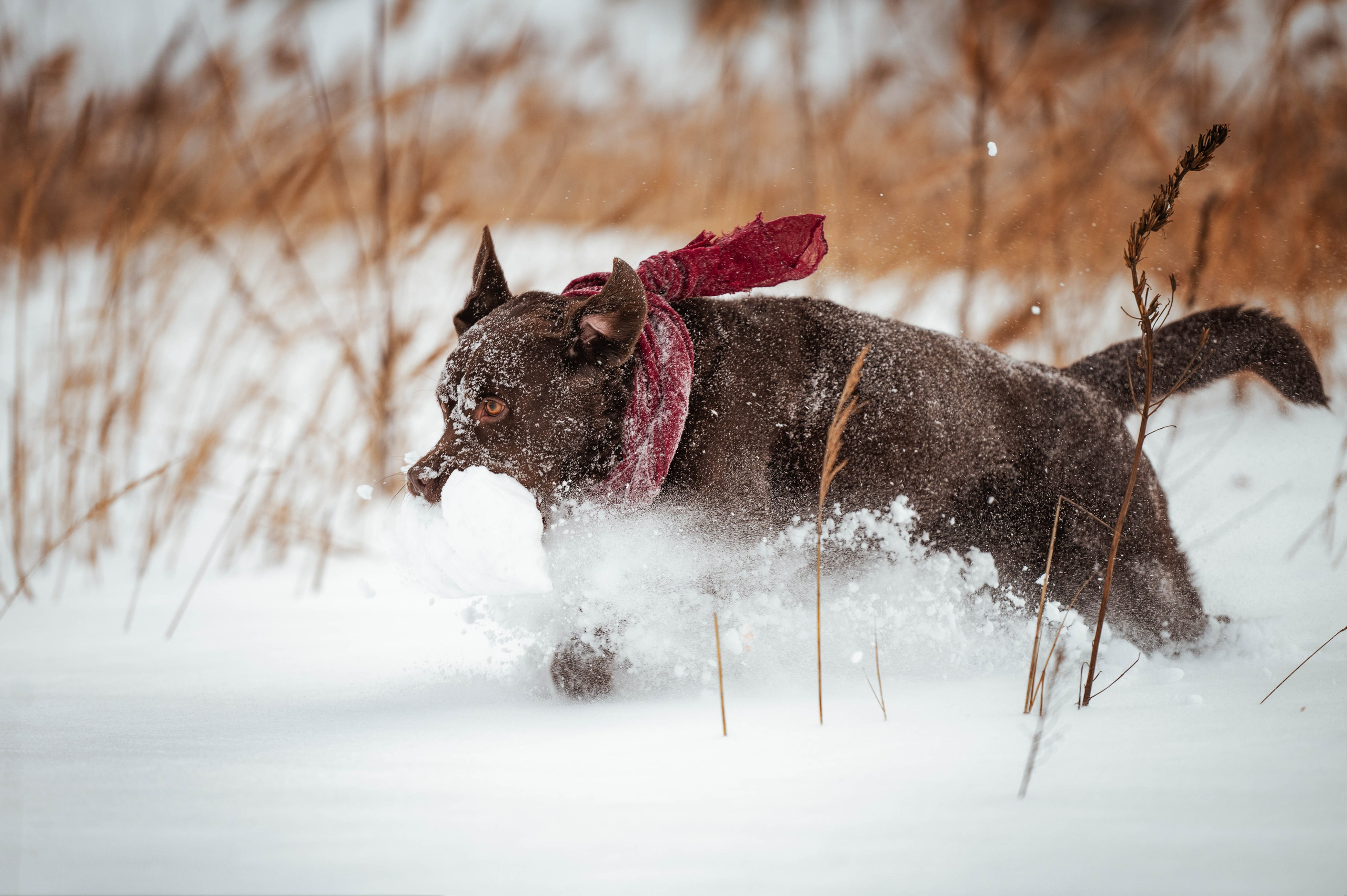 Прогулка на Лыткаринском карьере. Фотограф-анималист