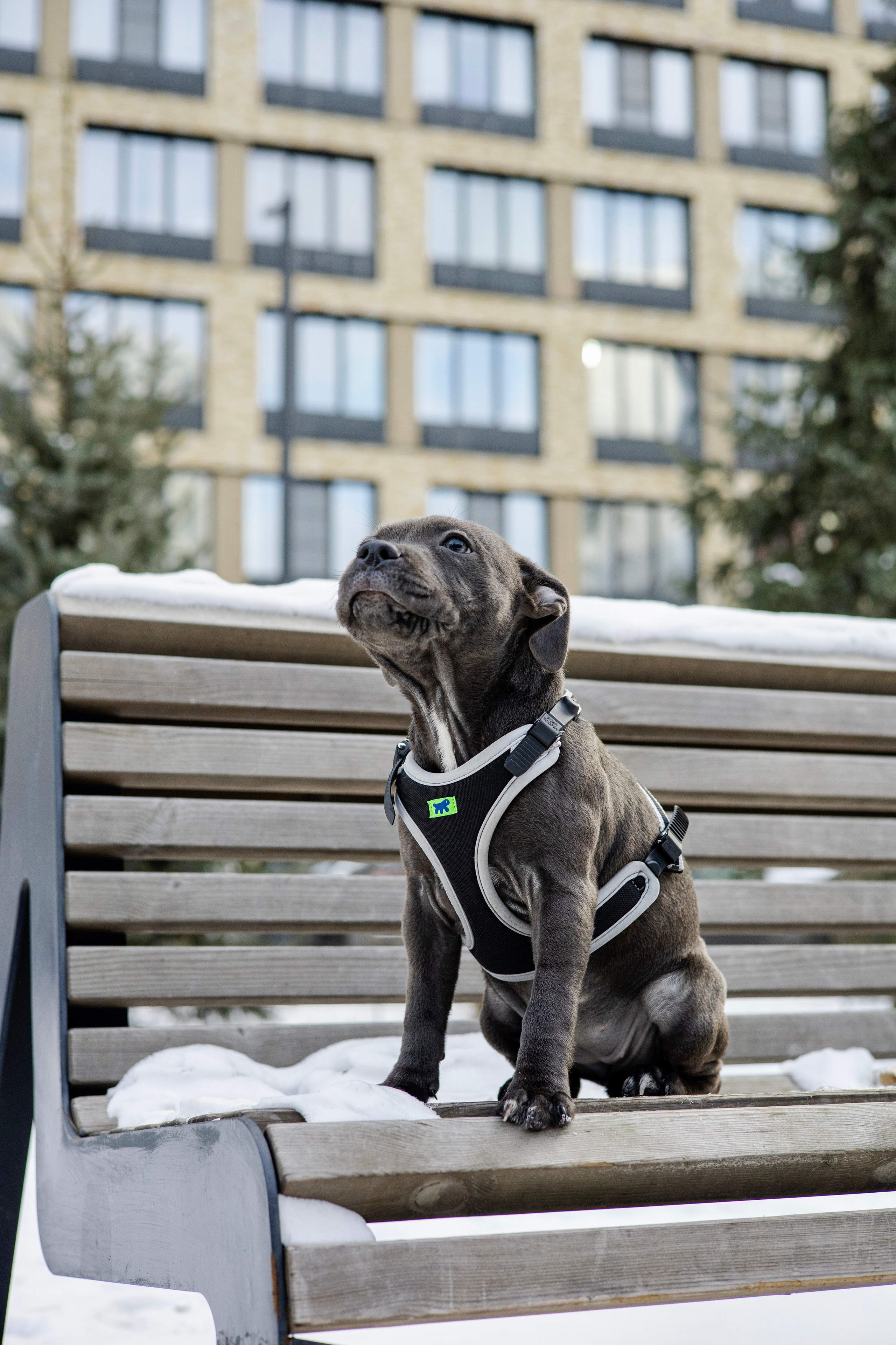 Дарси, Тимур и Юля. Фотограф-анималист Ксения Шевцова|Москва