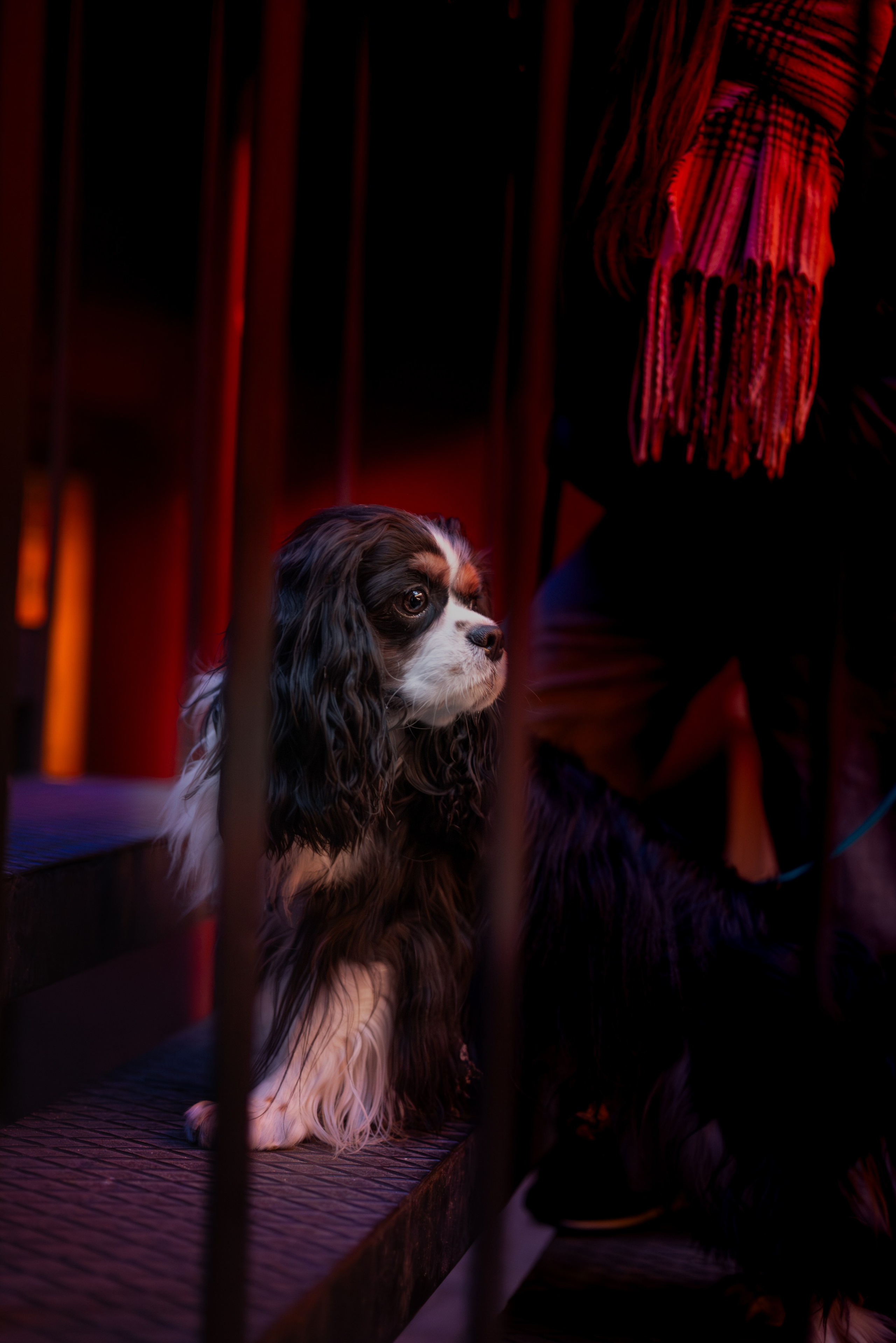 Фотограф — анималист RISHELL PHOTO