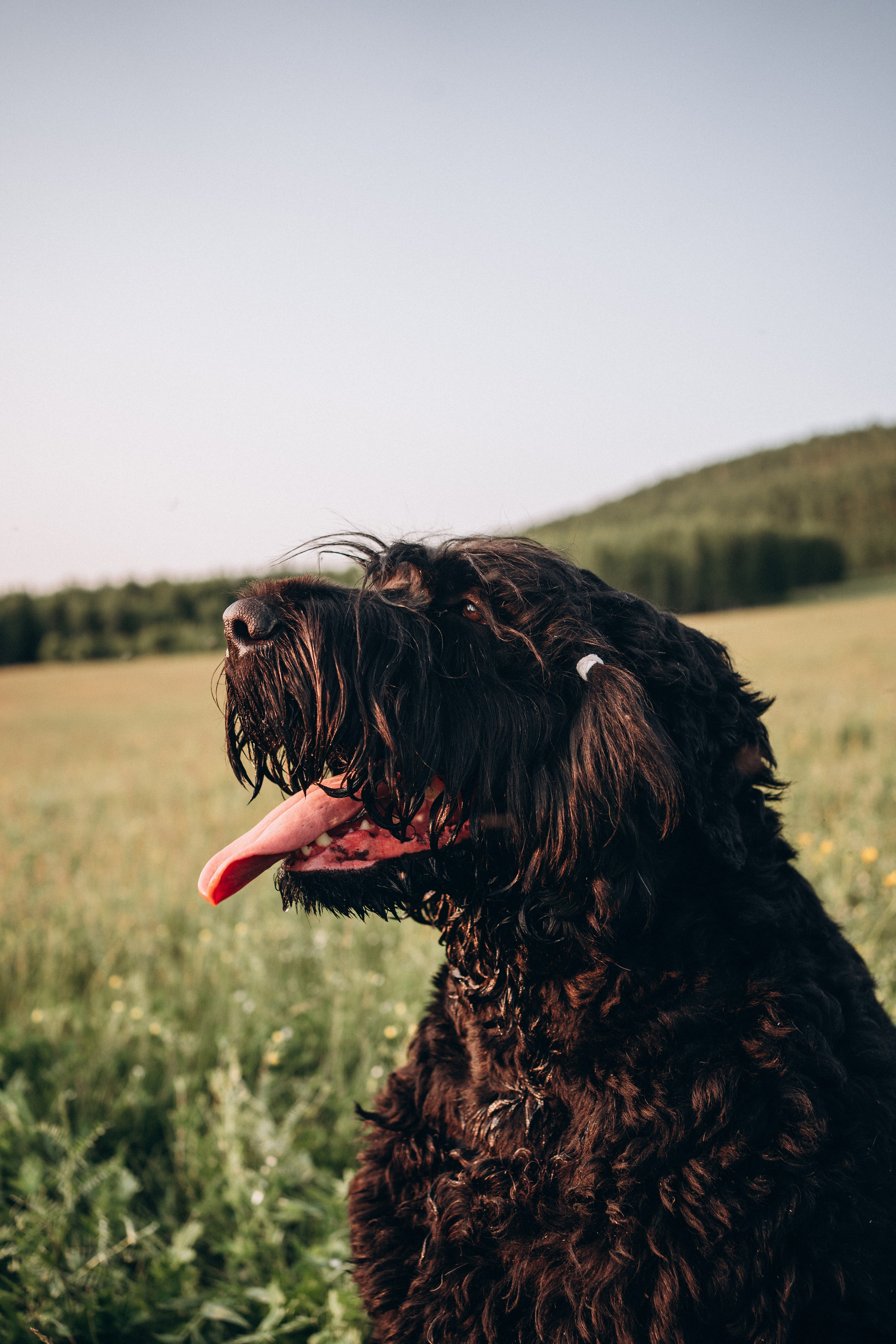 Лариса, Кира и Грэйс. Фотограф-анималист Анастасия Большакова