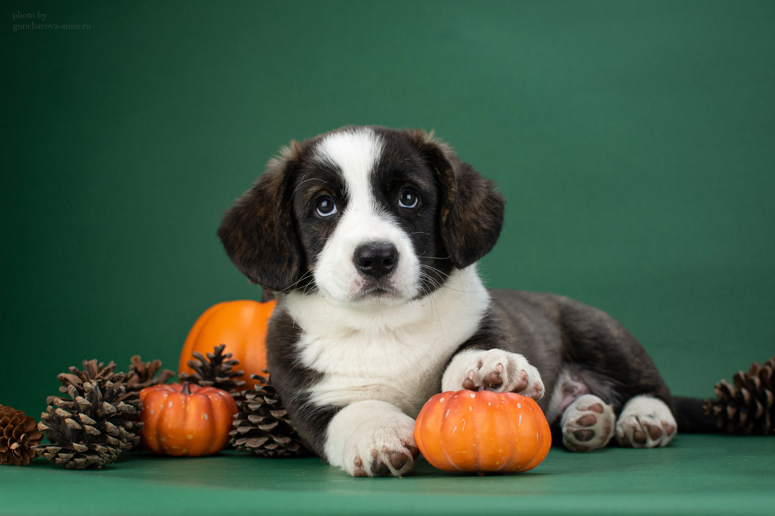 Съемка щенков. Фотограф анималист в Ростове I Гончарова Анна