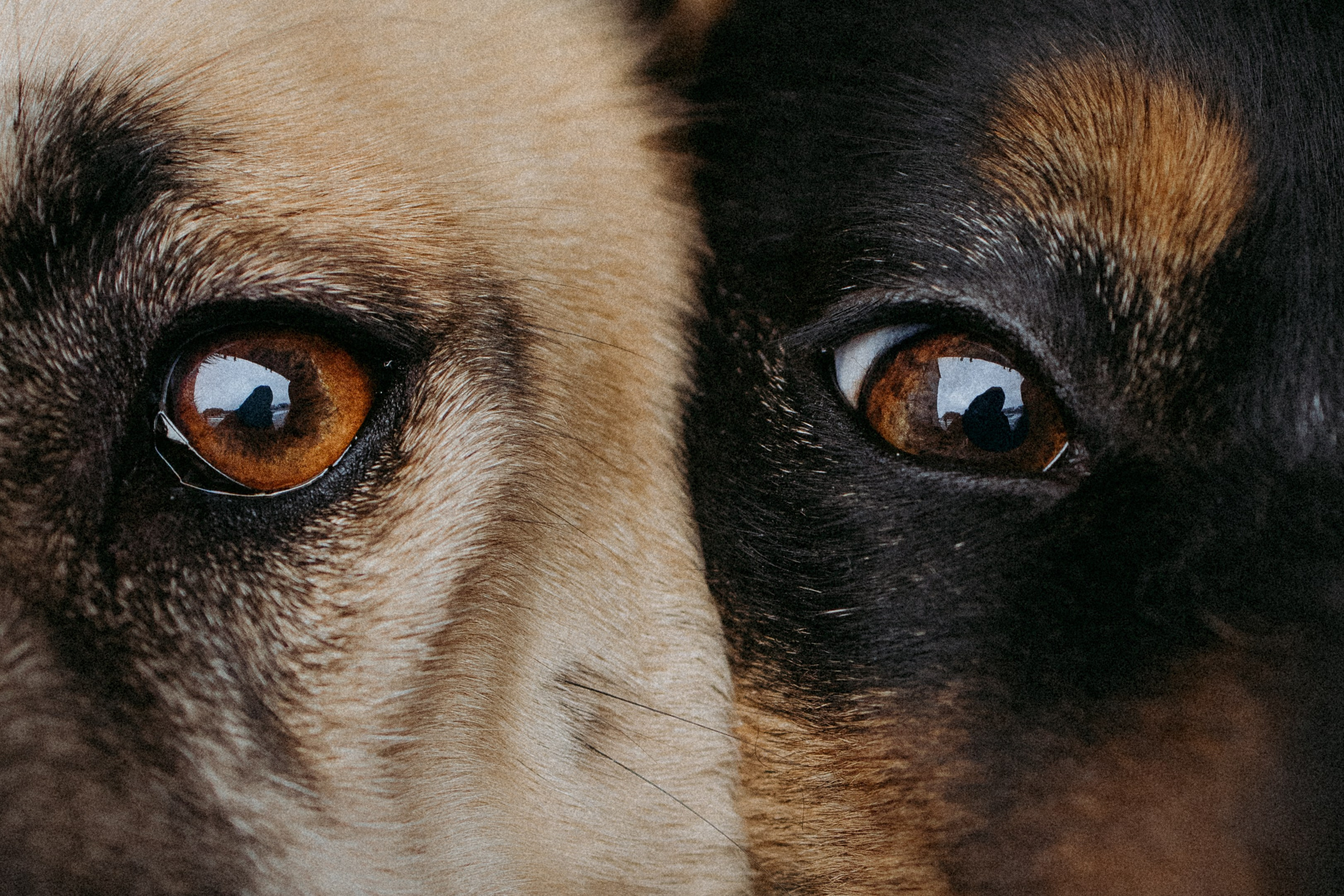 Саша, Ксюша и их банда. Фотораф — анималист Мария Шистка