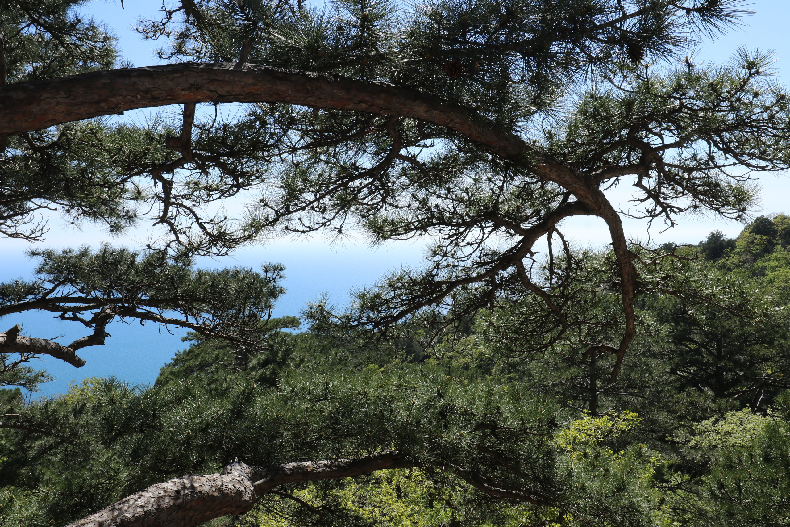 Крым. ЮБК (Севастополь, Кастрополь, Ялта). Май 2023. Путешественник-фотограф из Санкт-Петербурга Татьяна Свистулина