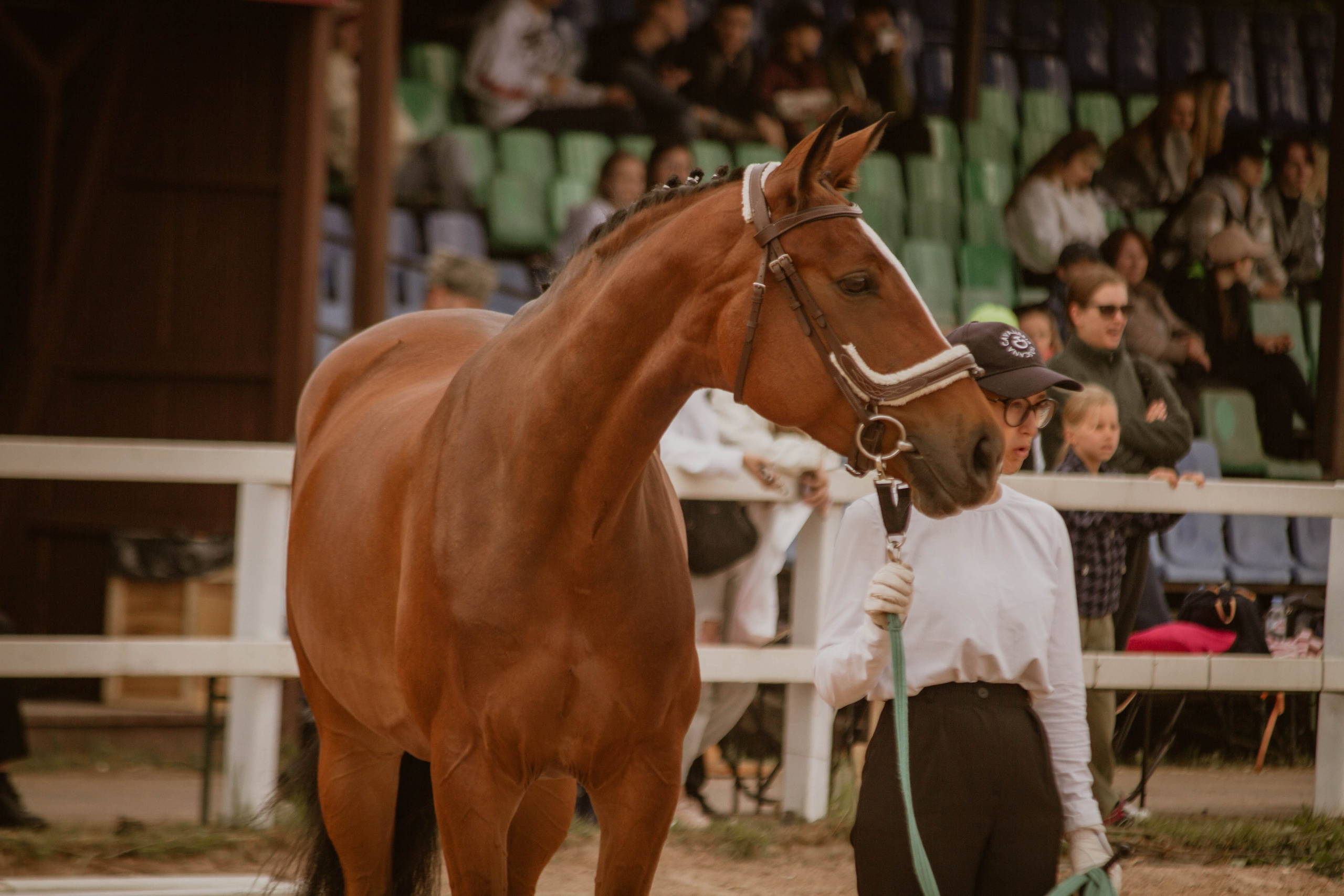 ИППОСФЕРА — Международная конная выставка. Создадим шедевр? Виталина и её фотоискусство