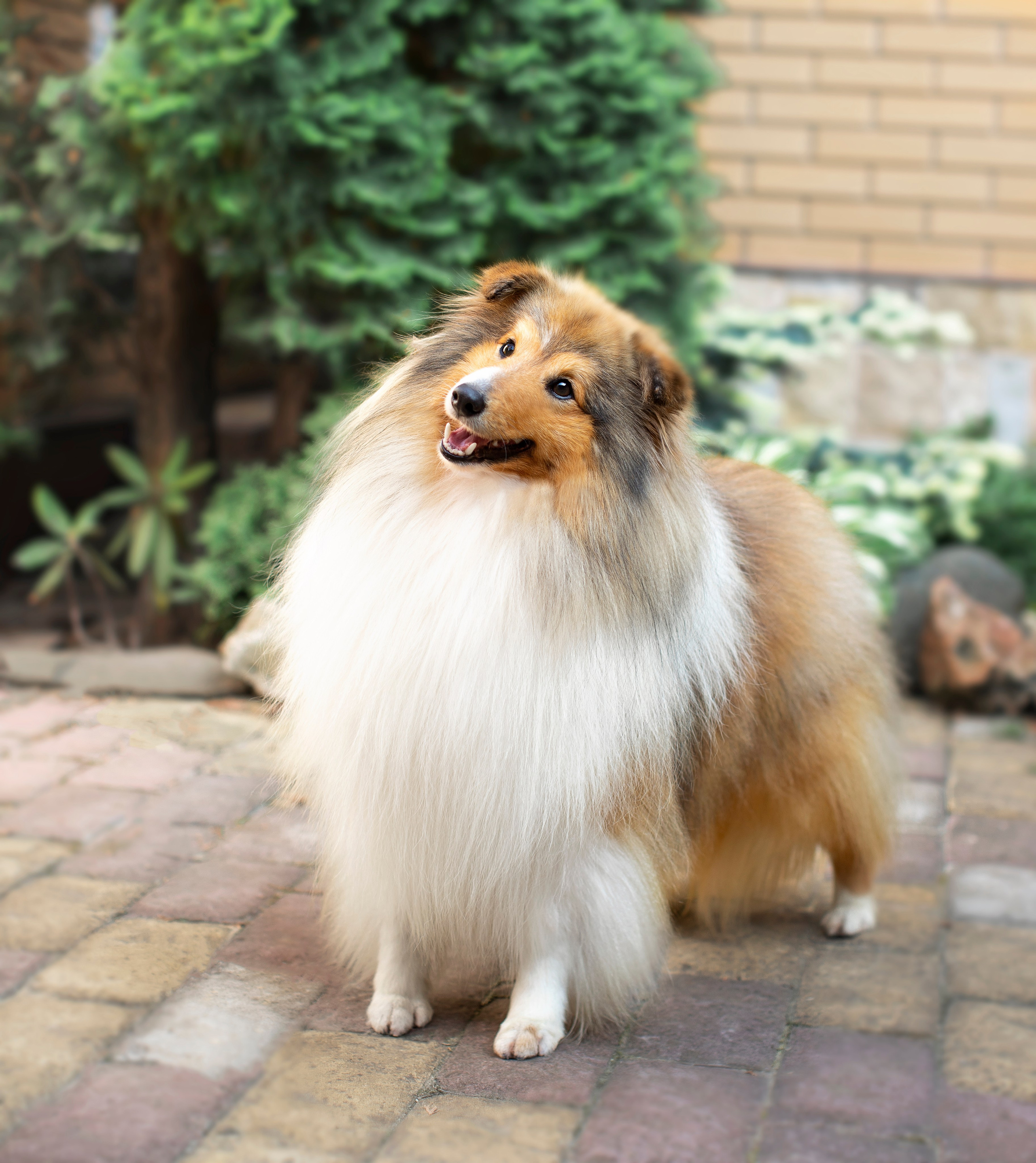 Портфолио: Фотосъёмка собак в Москве и области — авторские образы. Фотограф-анималист и бренд-фотограф в Москве | Фотография собак, людей, бизнес-портрет