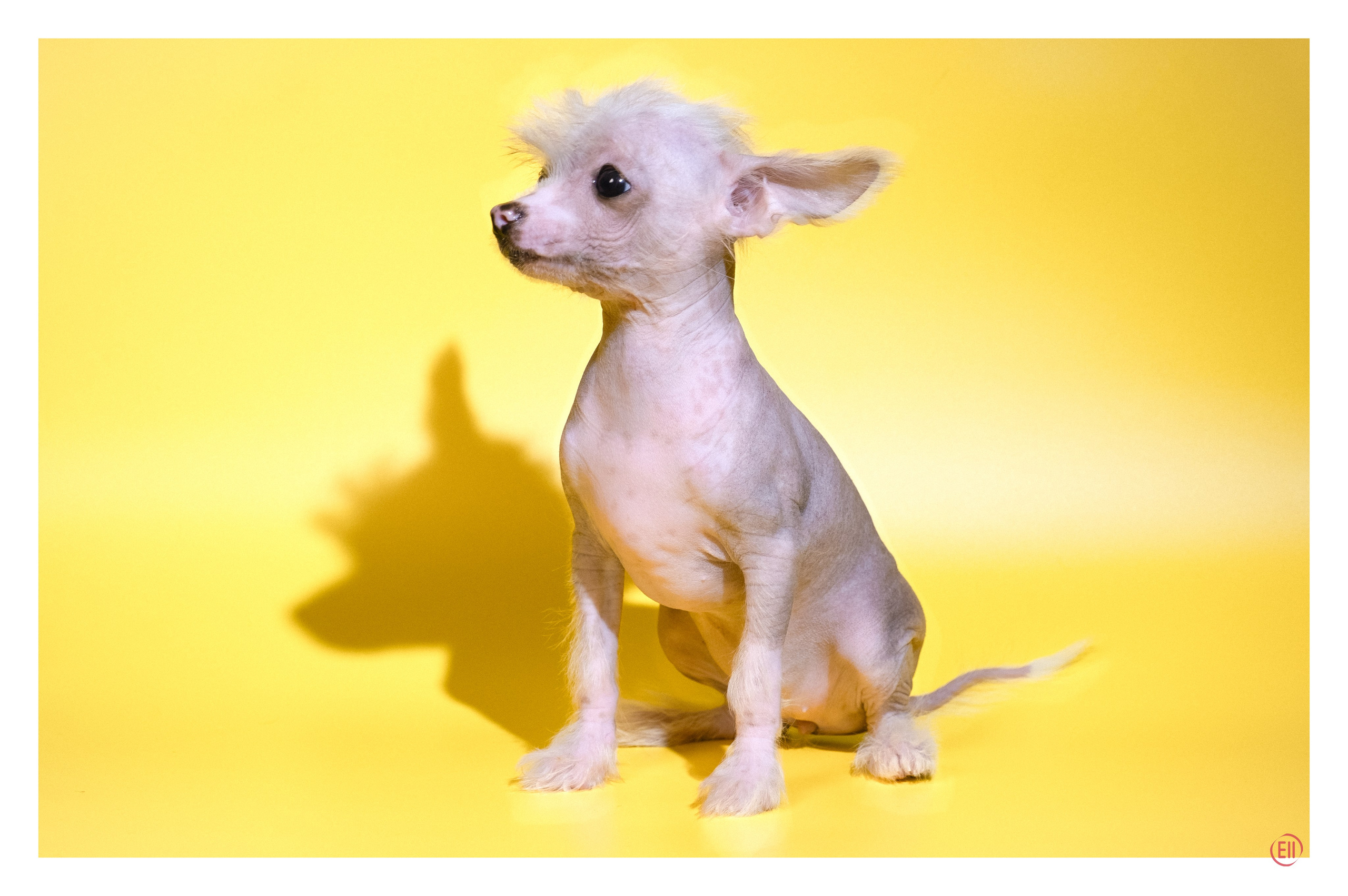 04.01.2026 Жёлтая фотосессия. Фотограф в Москве