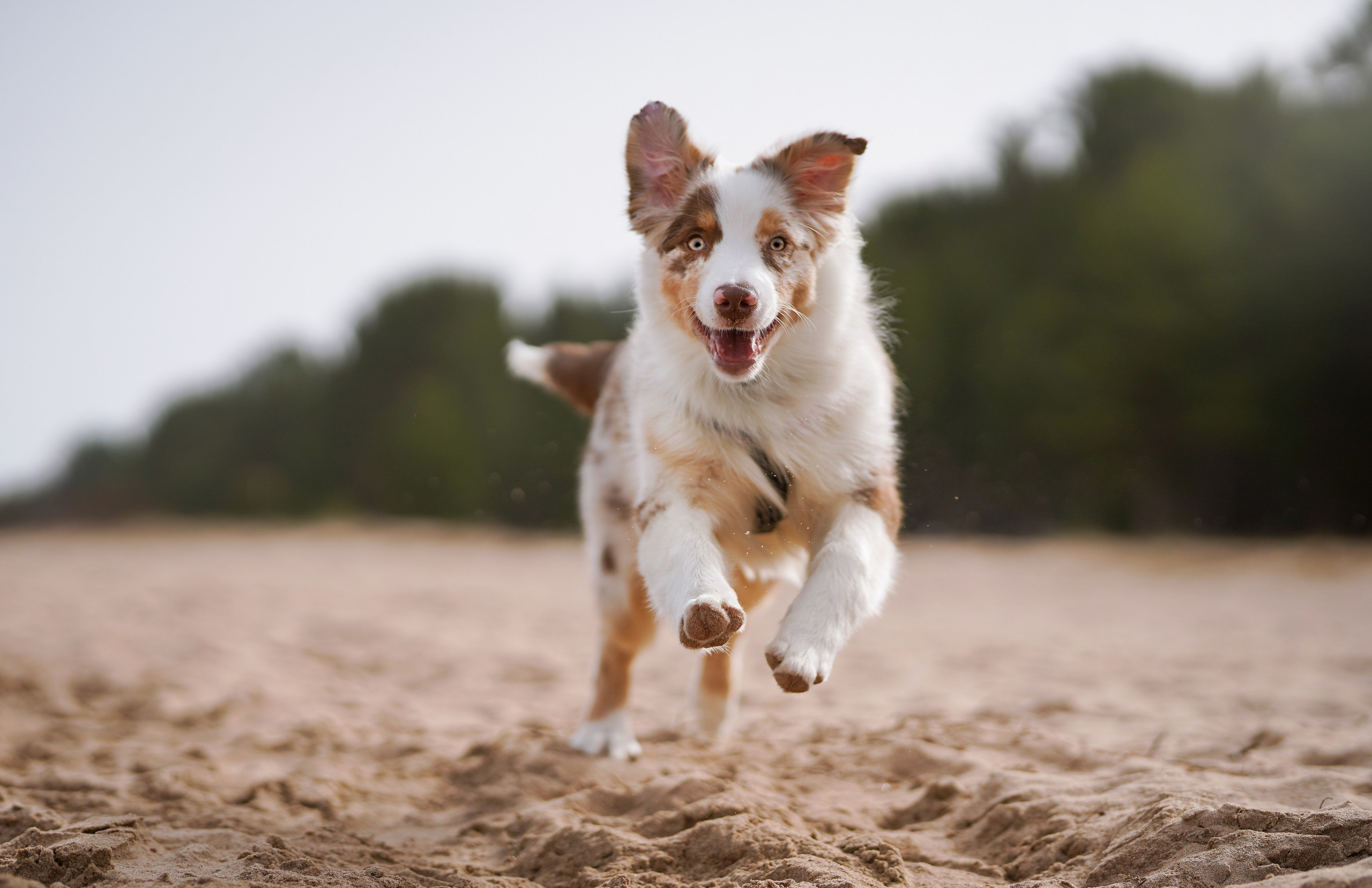 Аусси на Ладоге. Фотограф-анималист в Санкт-Петербурге Яна Мартынова