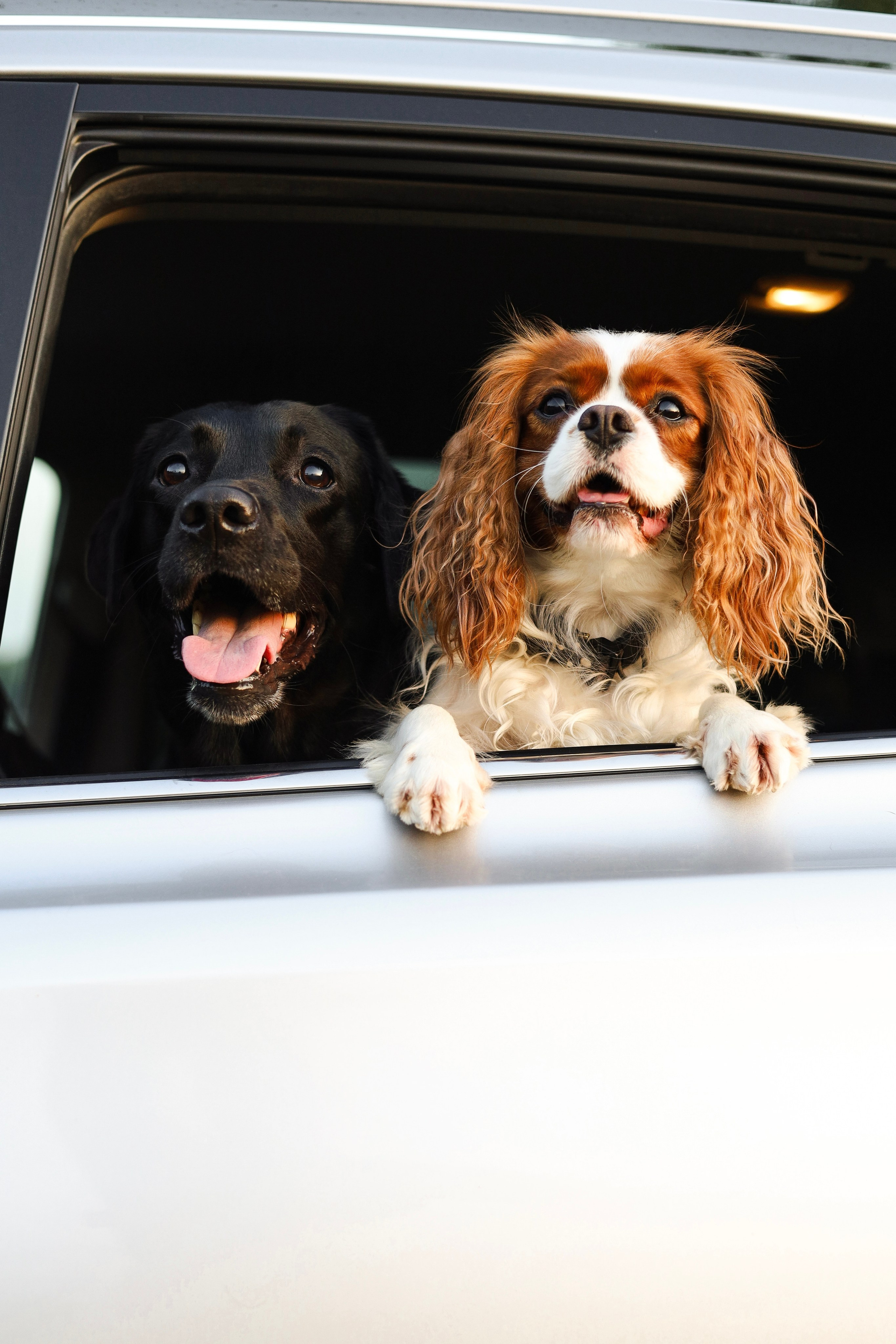 Бонни, Лея и Лера. Фотограф-анималист Ксения Шевцова|Москва