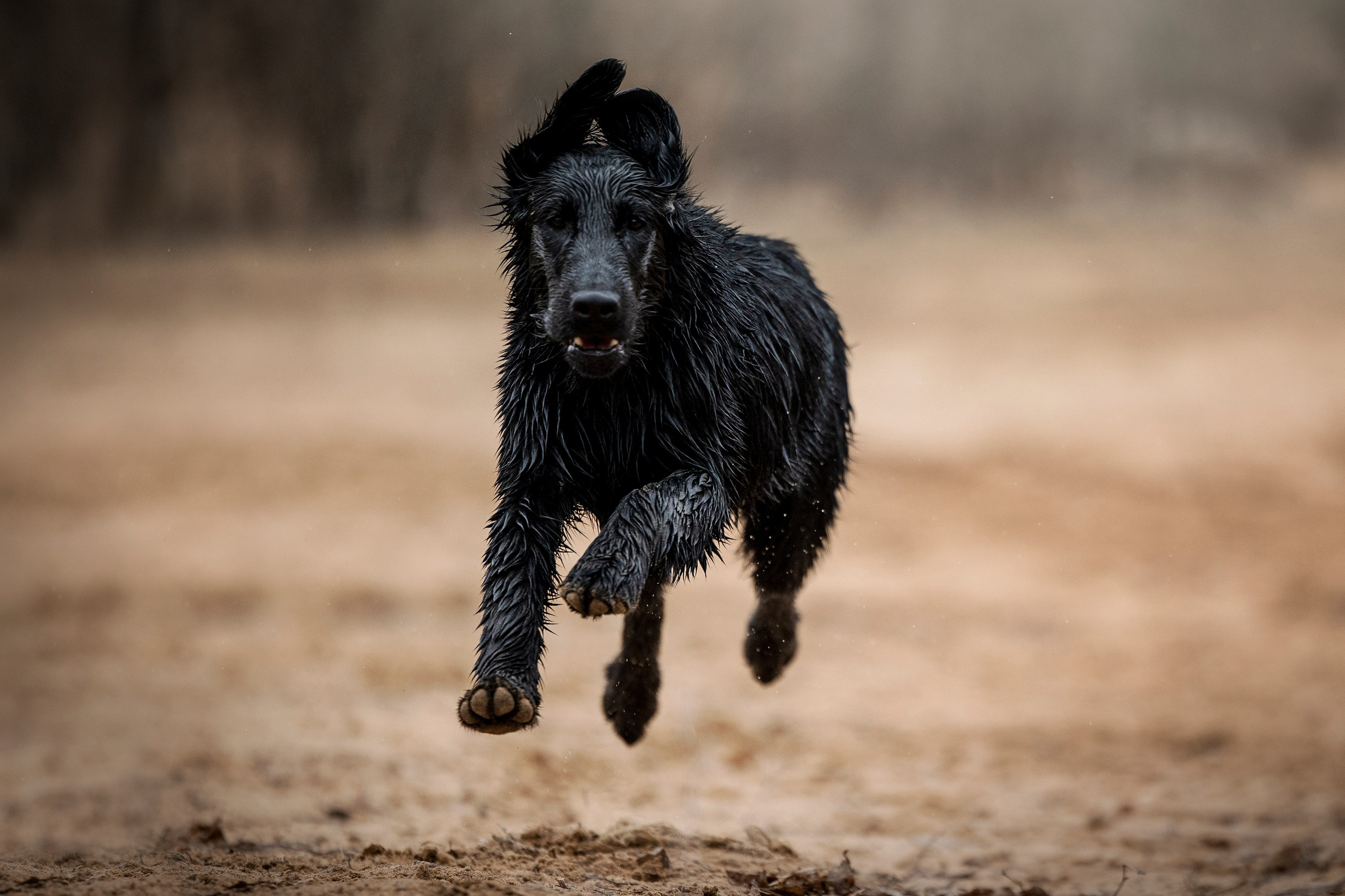 Ора, Ева, Рози и их семья. Фотограф — Анималист | Санкт-Петербург