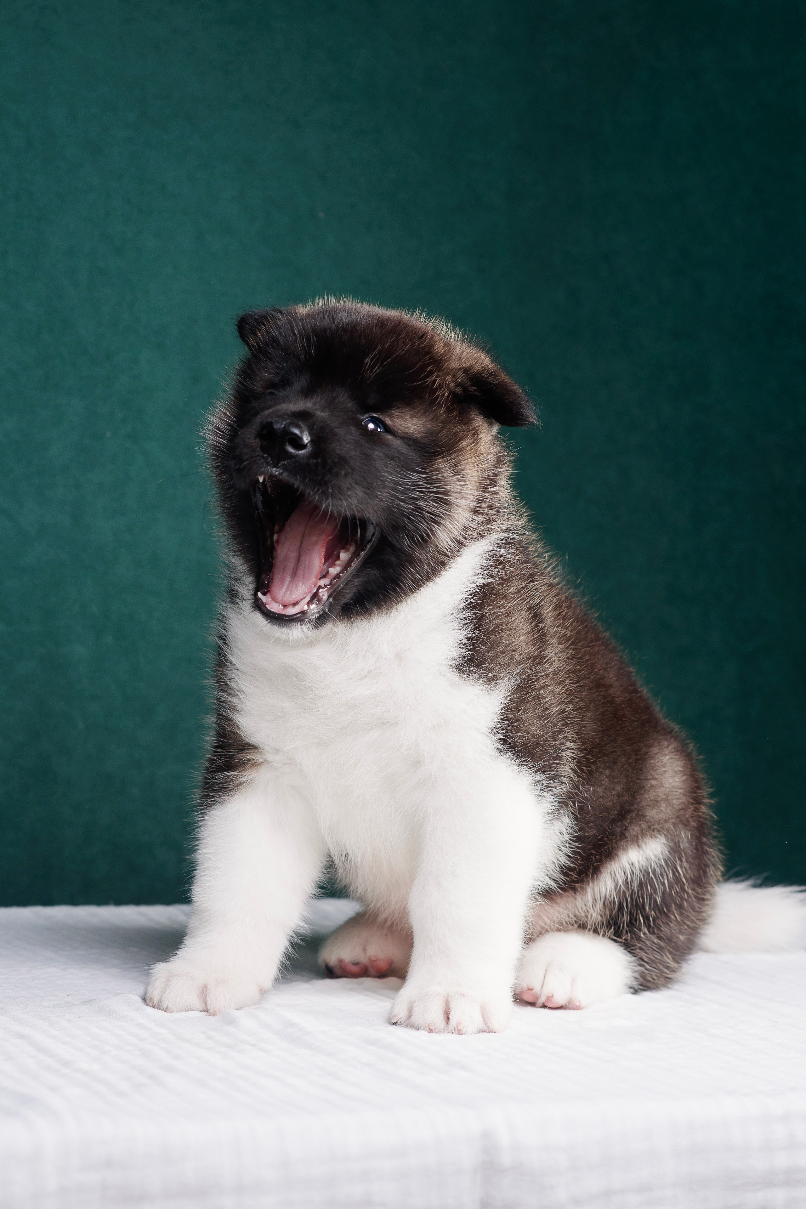 Щенки Американской Акиты. Фотограф — Анималист | Анна Абрамова