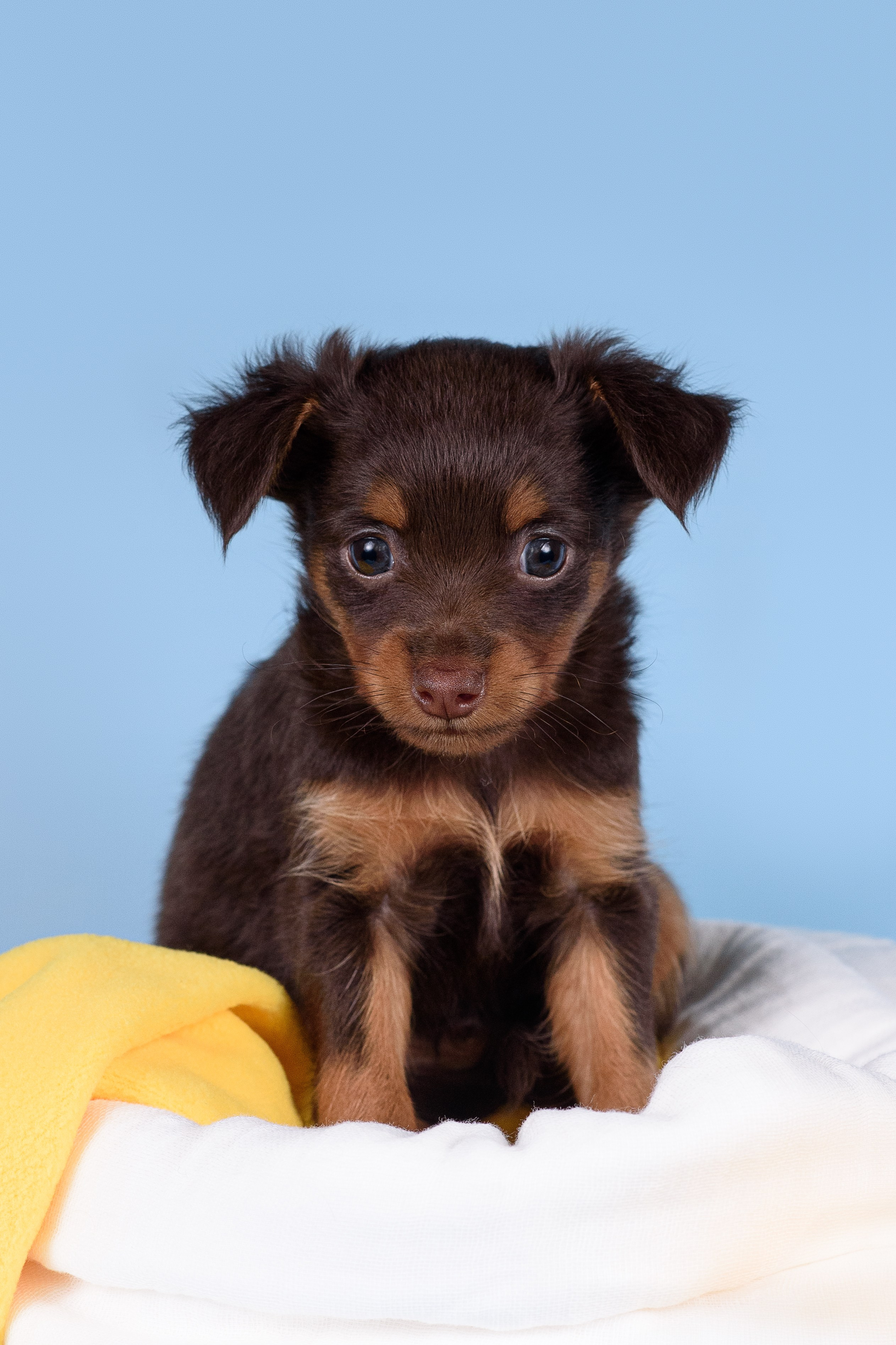 Щенки Пражских крысариков -13.04.2024. Фотограф — Анималист | Анна Абрамова