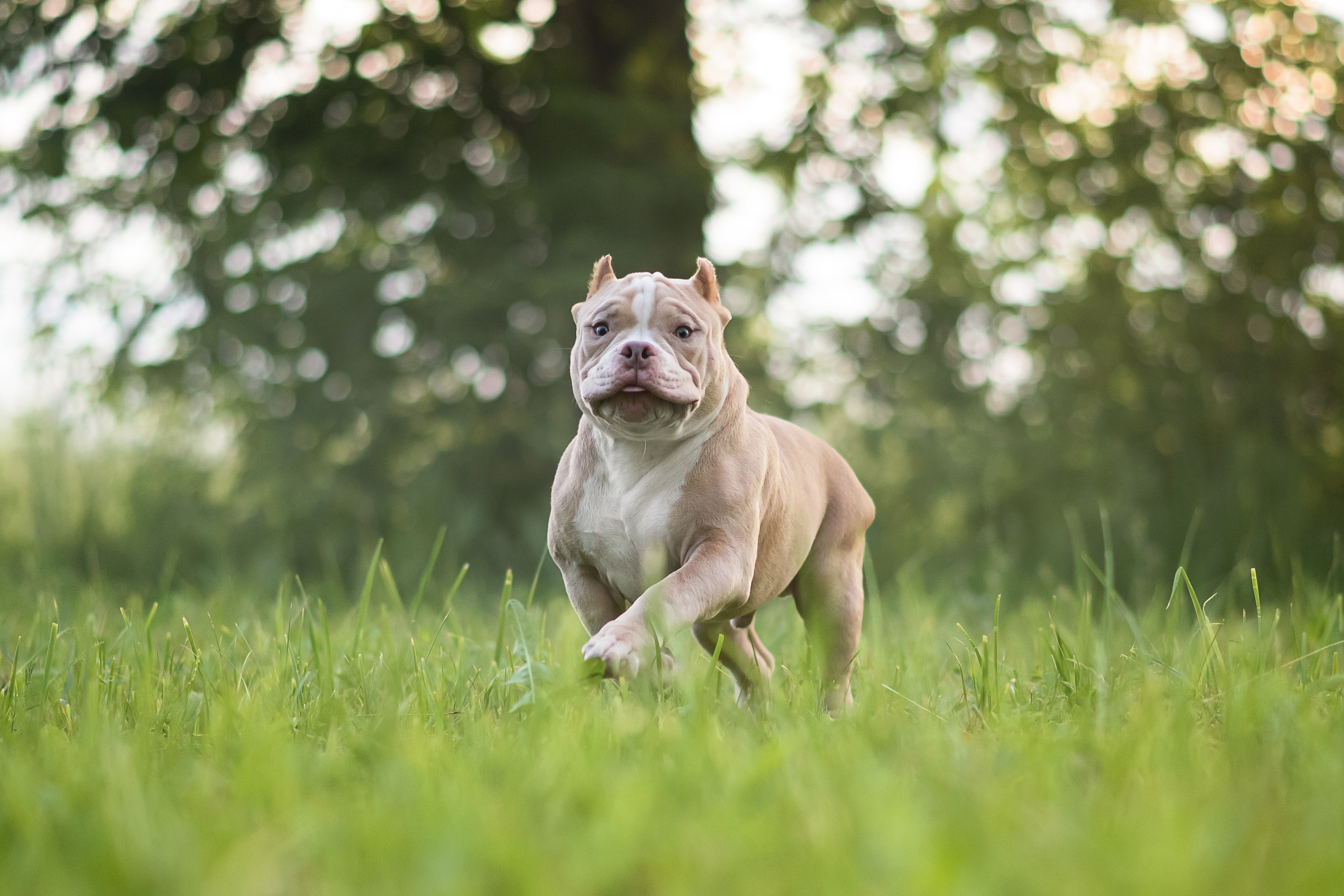 Щенки Американского Булли — 15.06.2024. Фотограф — Анималист | Анна Абрамова