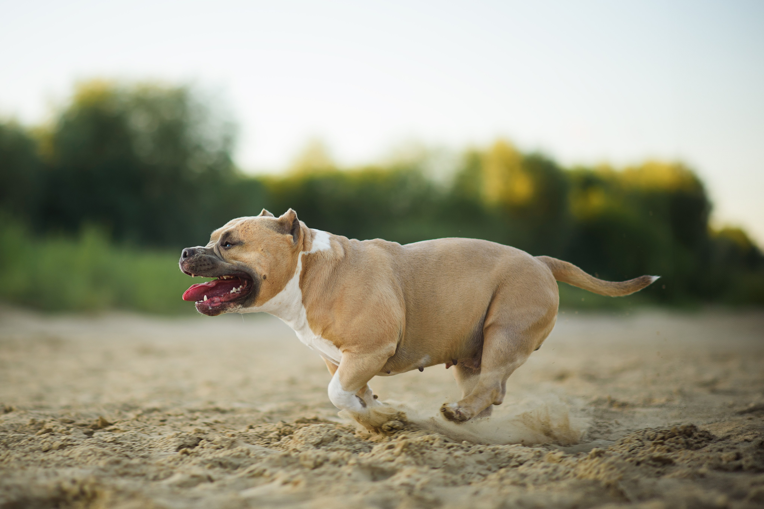 Тея — Амбулли — 23.07.2024. Фотограф — Анималист | Анна Абрамова