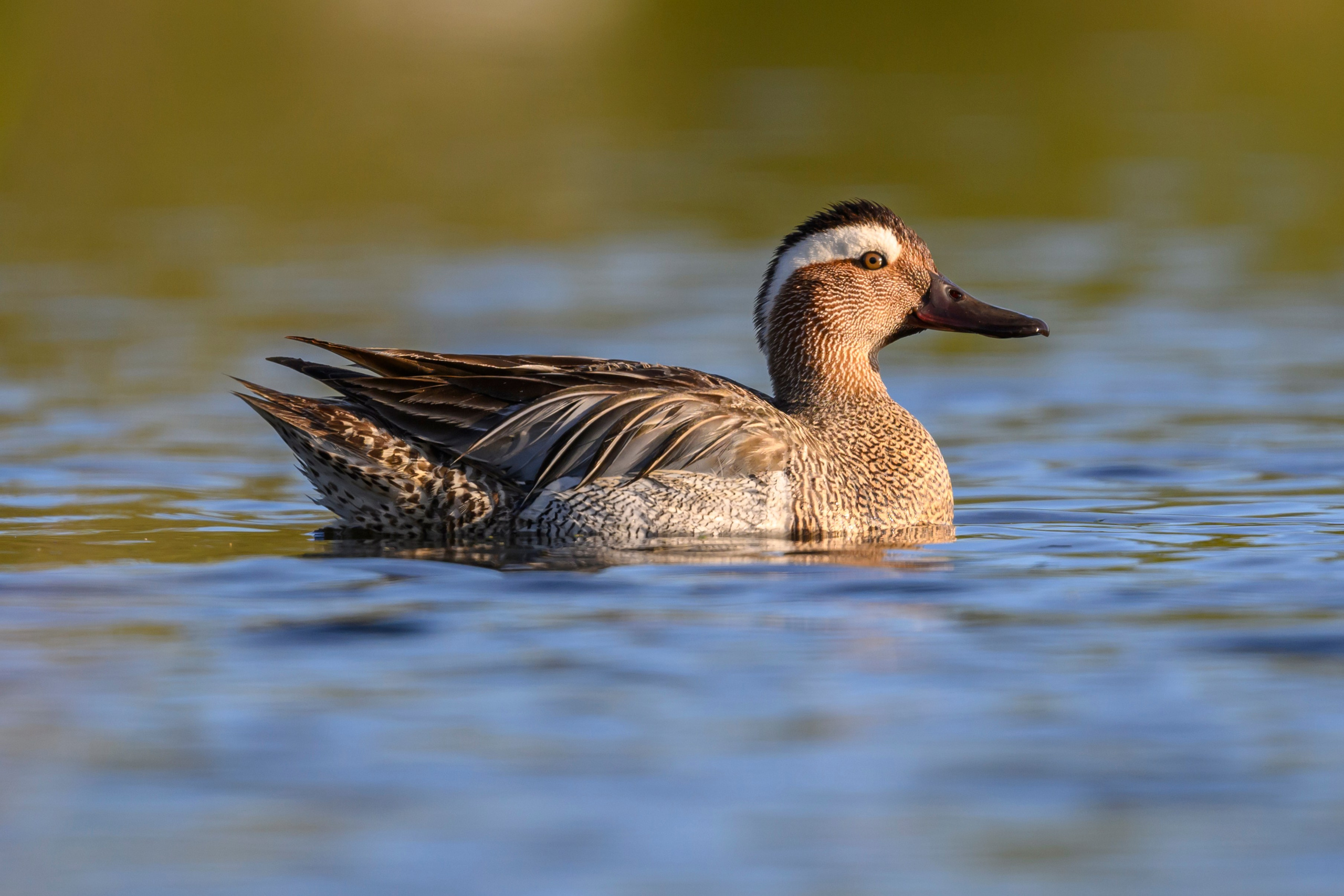 Поганка, широконоска, черки, нырки. Wildlife photography by Sergey Puponin