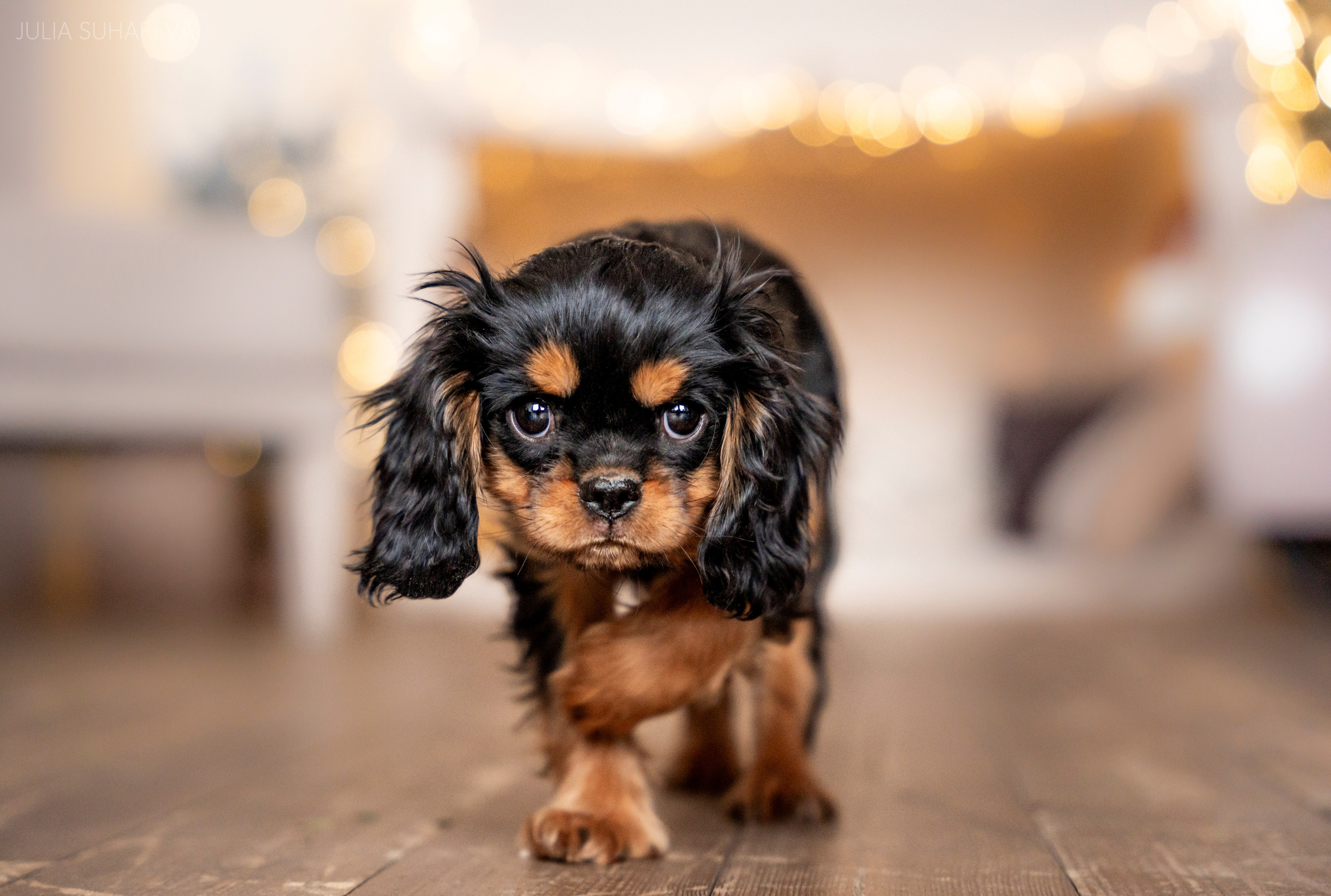 Щенки Кавалер кинг-чарльз-спаниель (Новый год). Главная