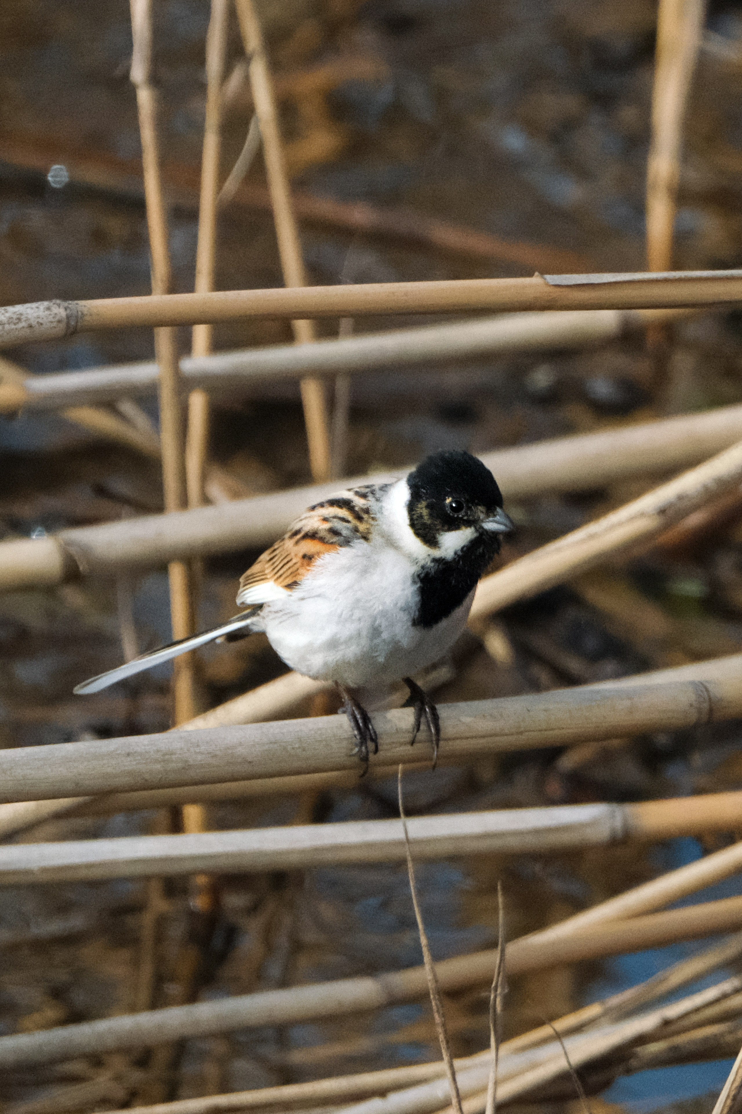 Птицы. Спортивный фотограф в Ростове-на-Дону Сергей Реусин
