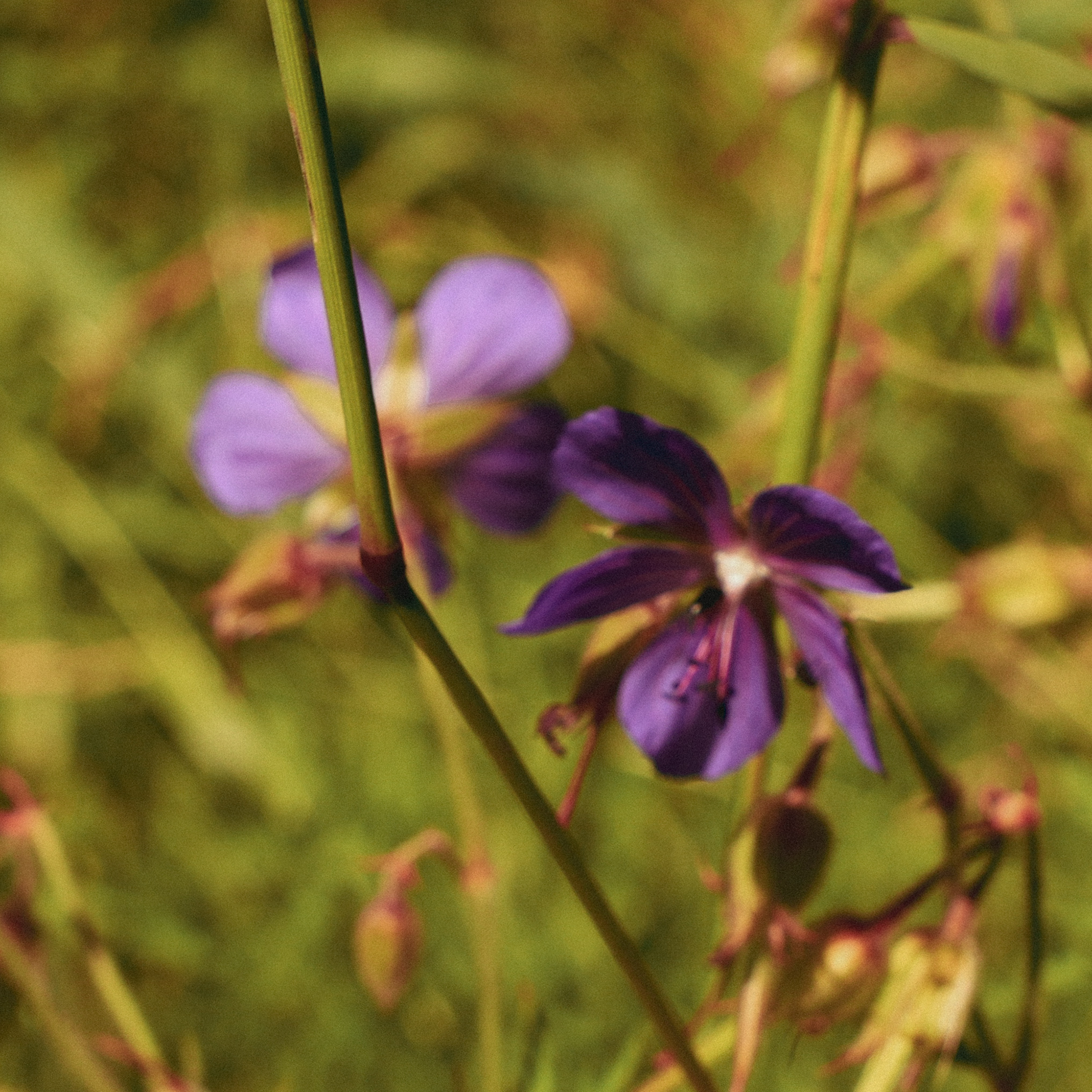 Summer hike. Фотограф/дизайнер в Екатеринбурге Хитрый Дмитрий